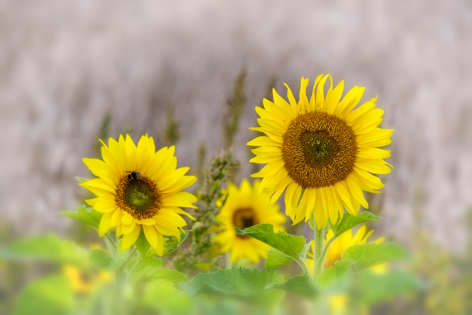 Sunflower Study