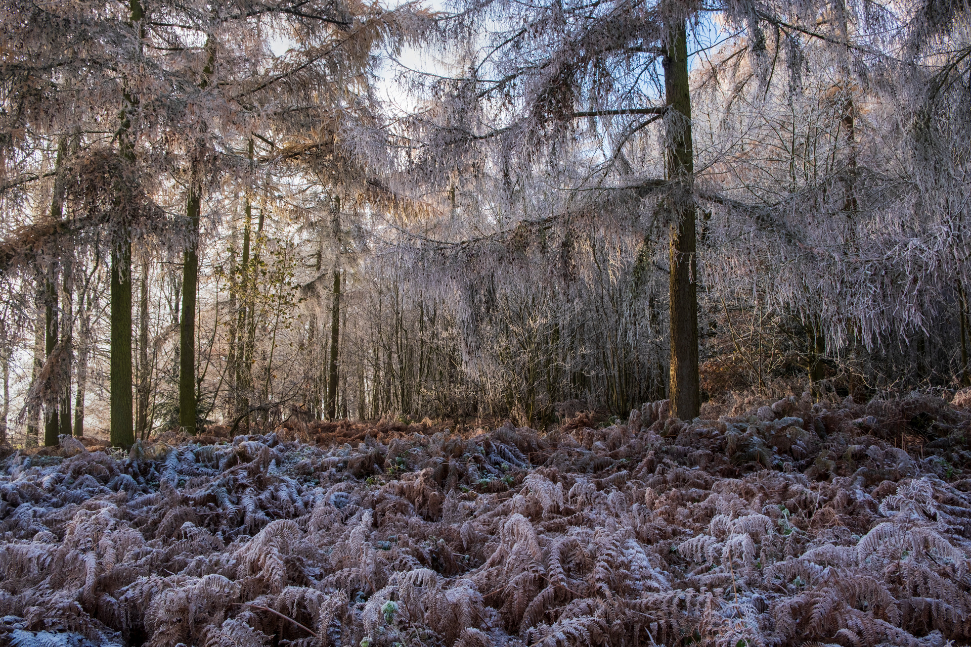 Frosted Larches