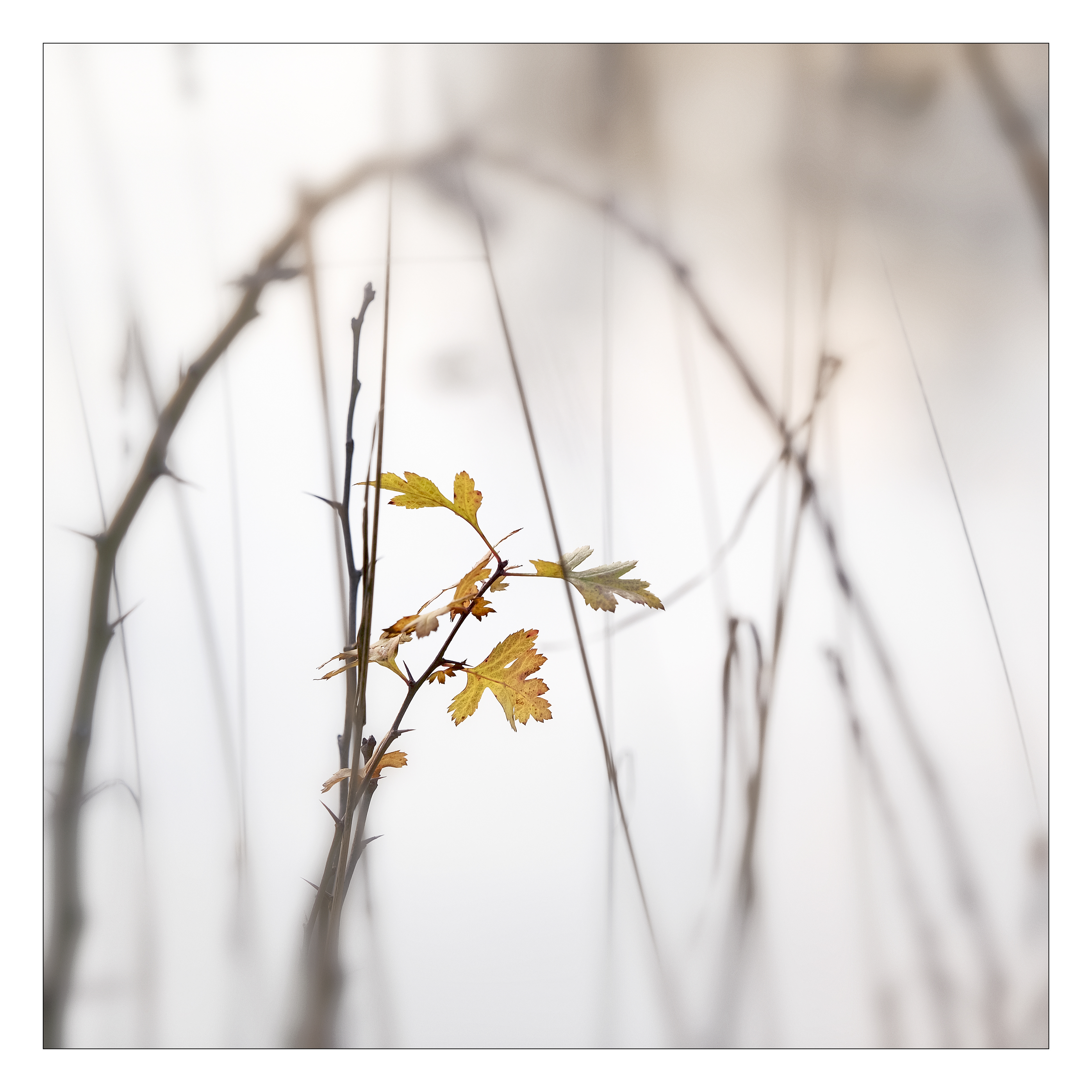 Hawthorn