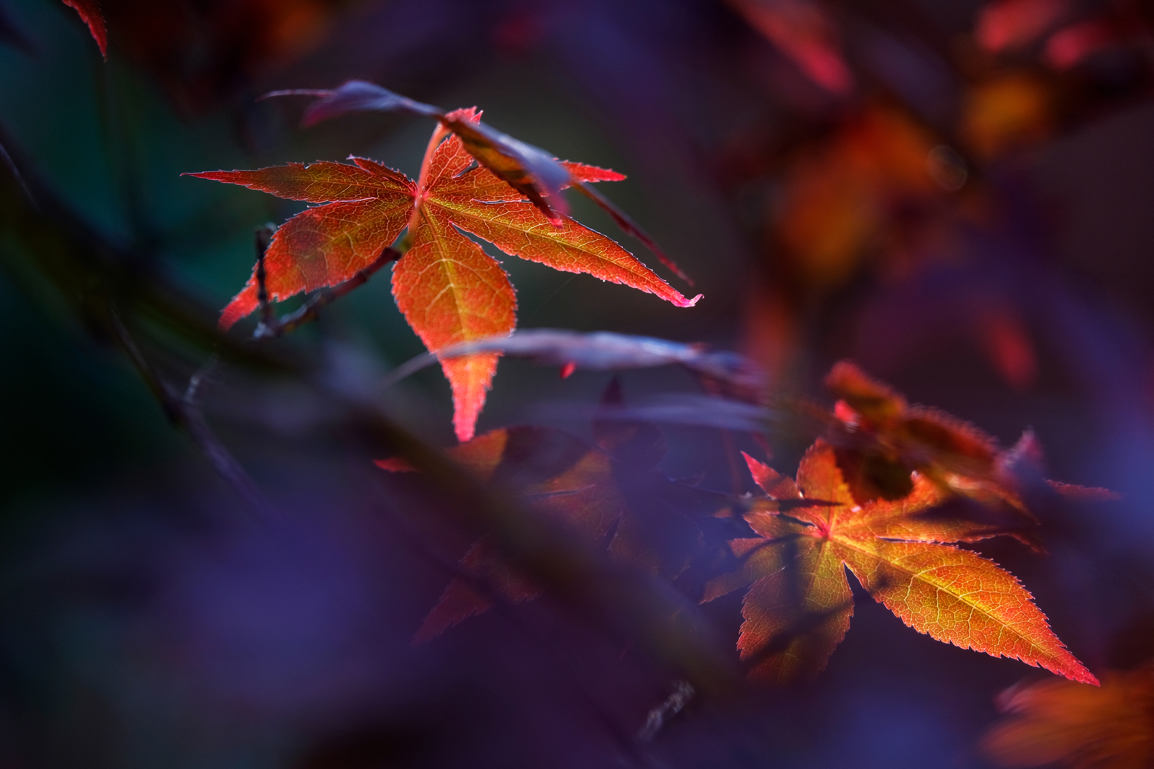 Acer Leaf Glow