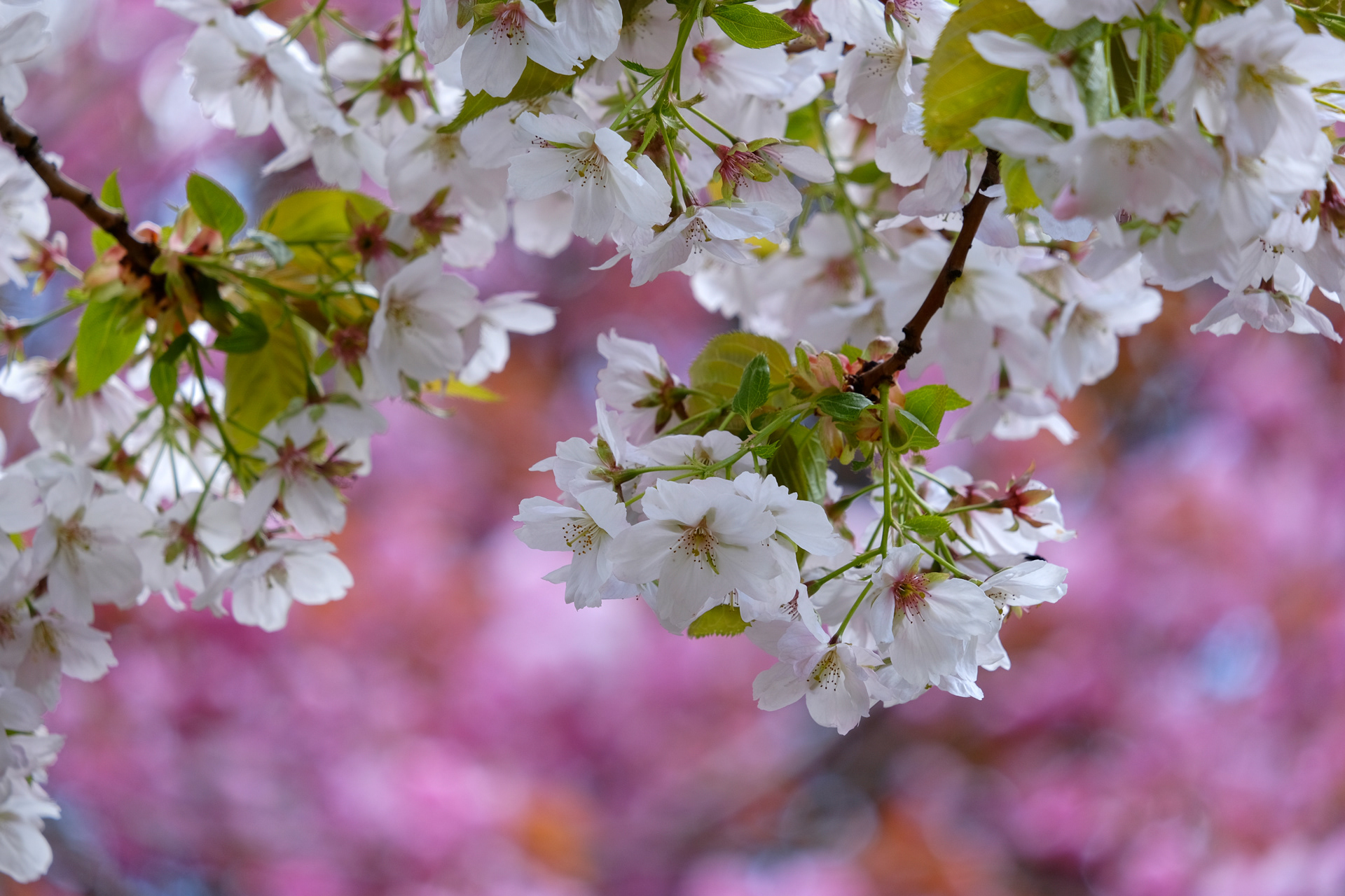 Cherry Blossom #2