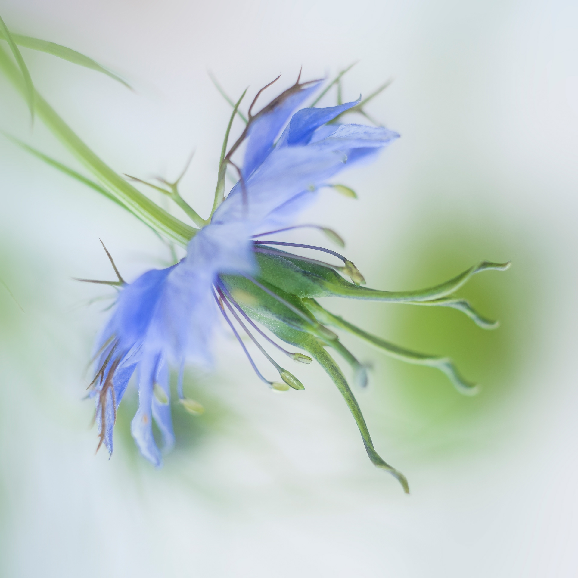 Love-in-the Mist #1