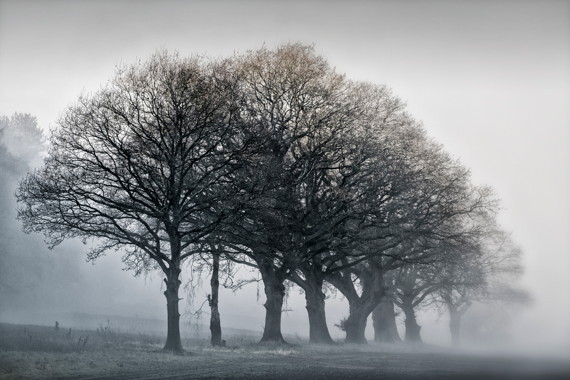 Copse in the Mist