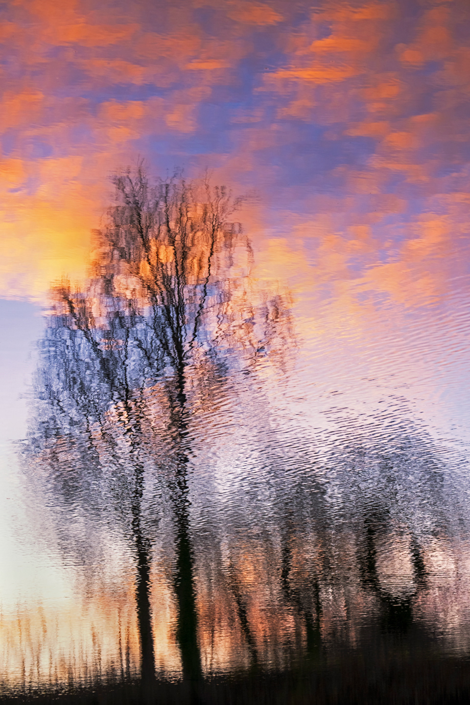 Silver Birch Reflections