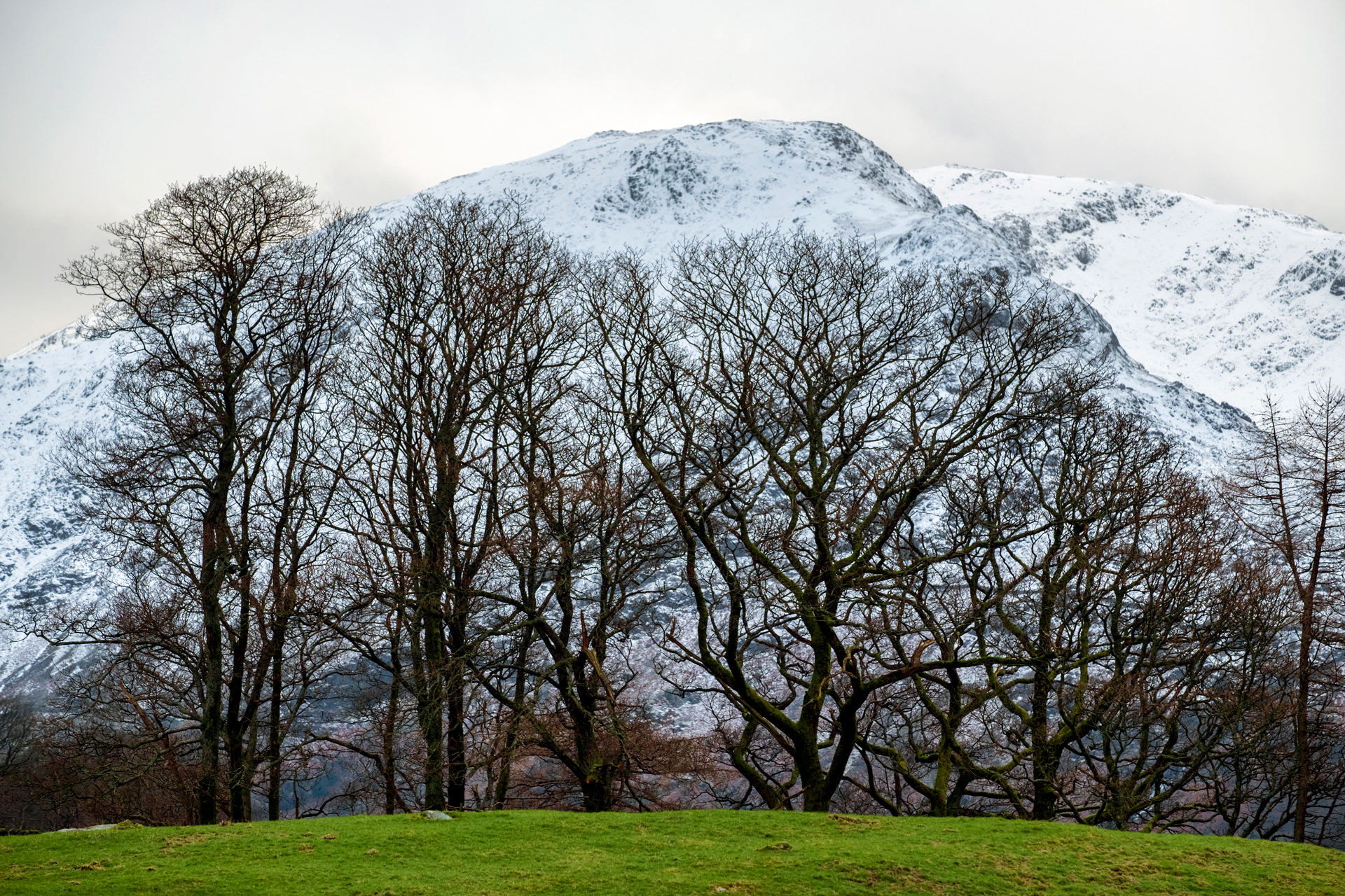 Borrowdale Trees