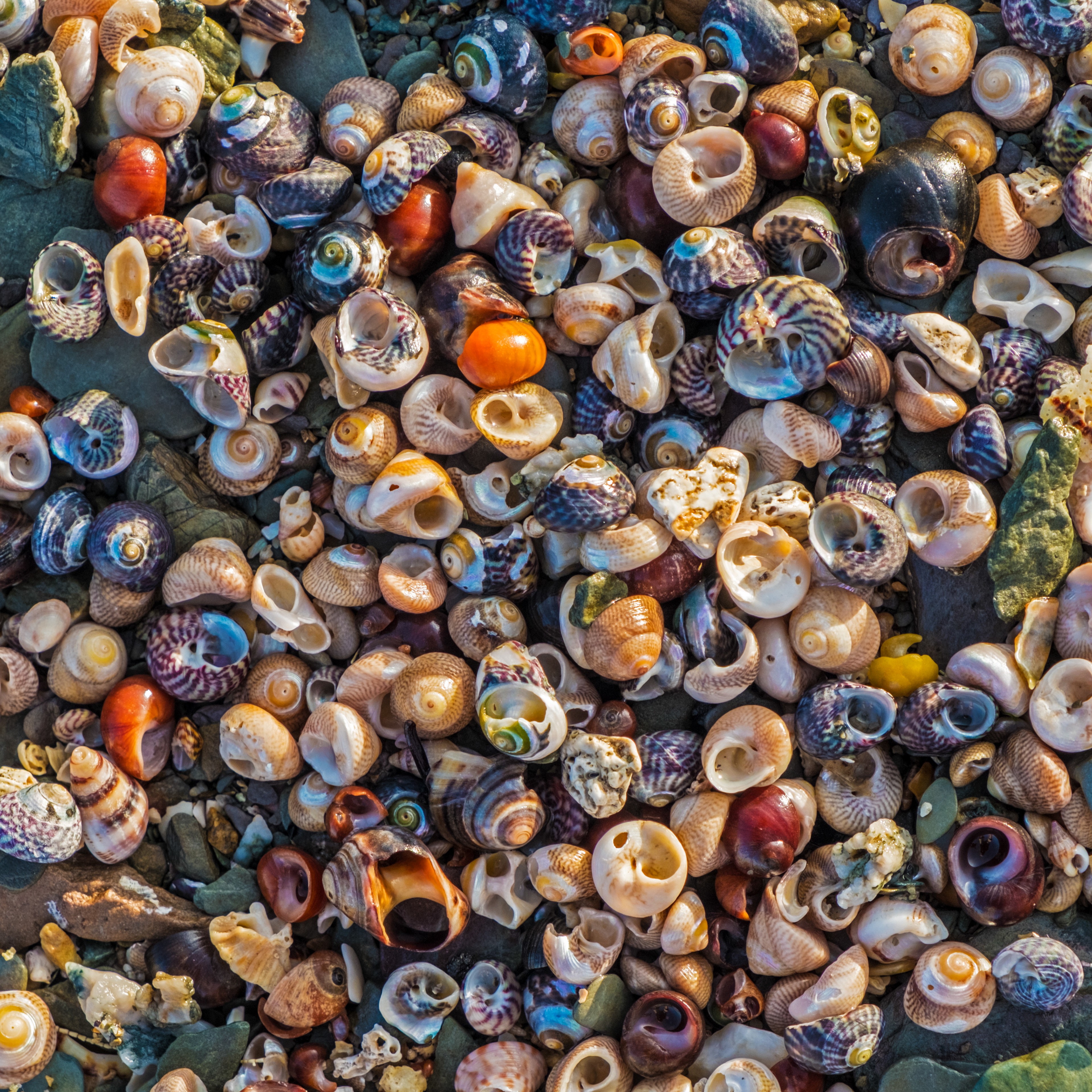 Carpet of Shells