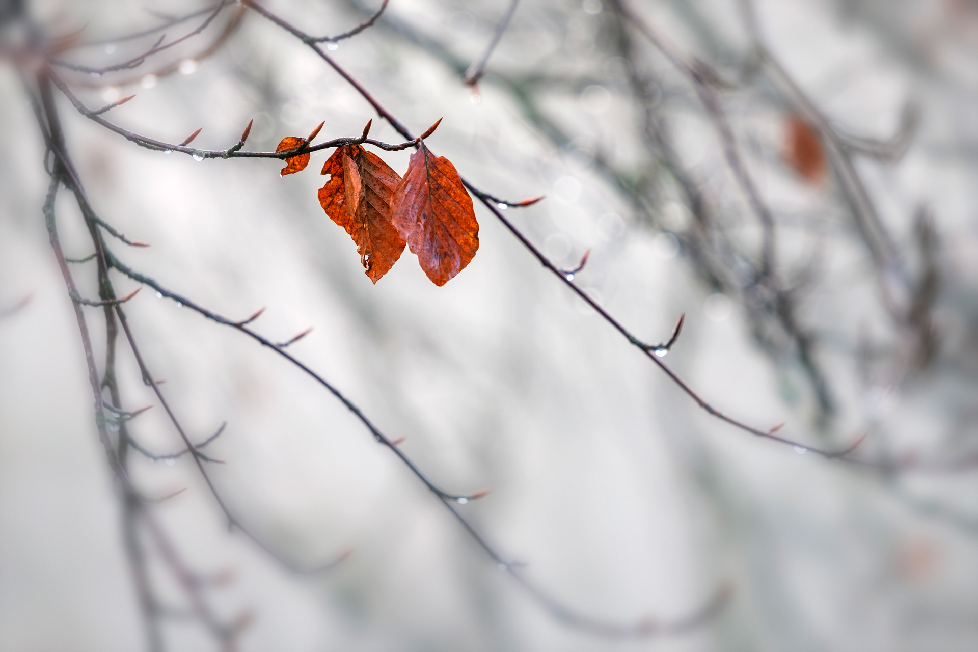 Beech Leaves and Raindrops