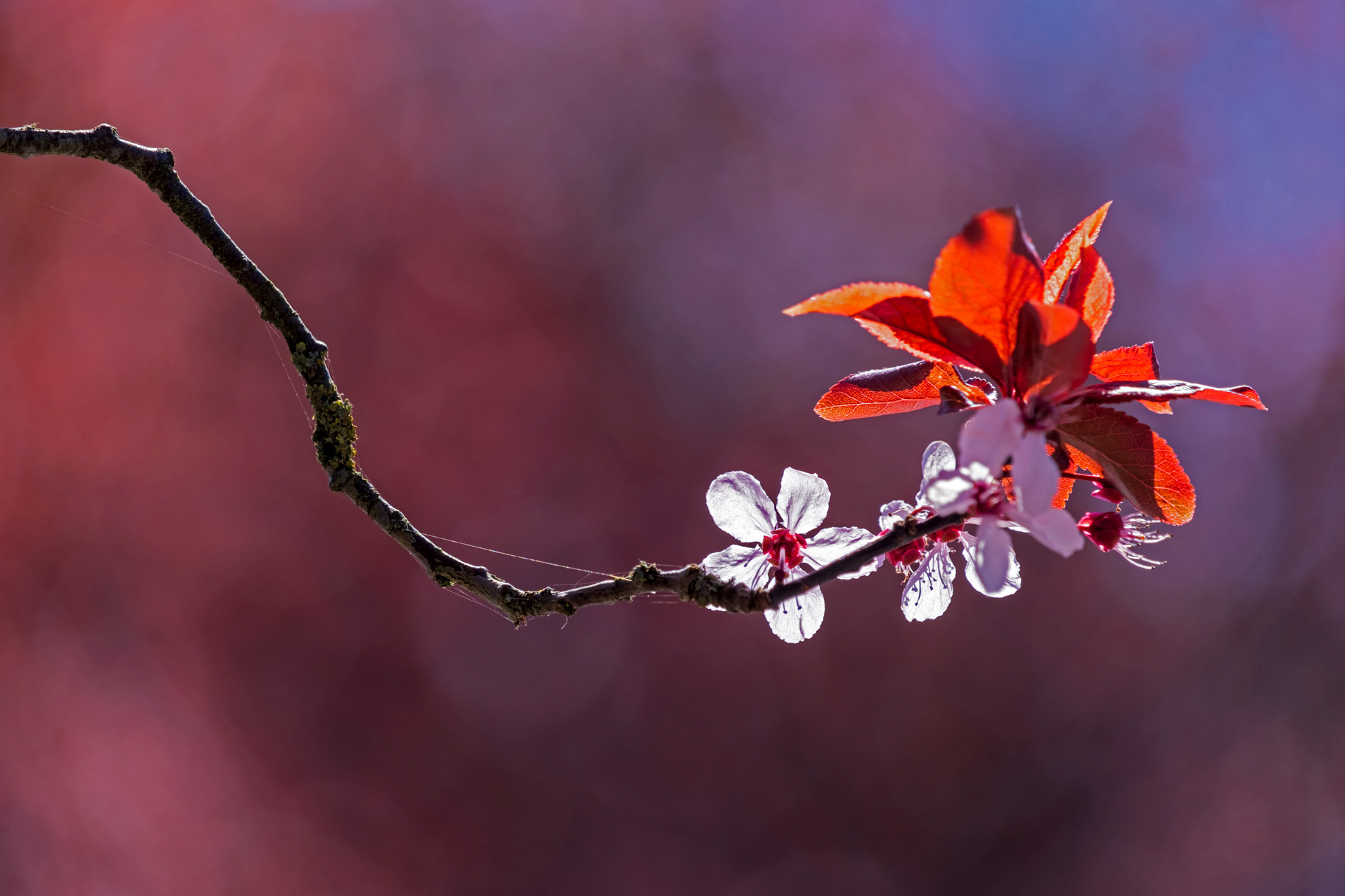 Blossom Detail