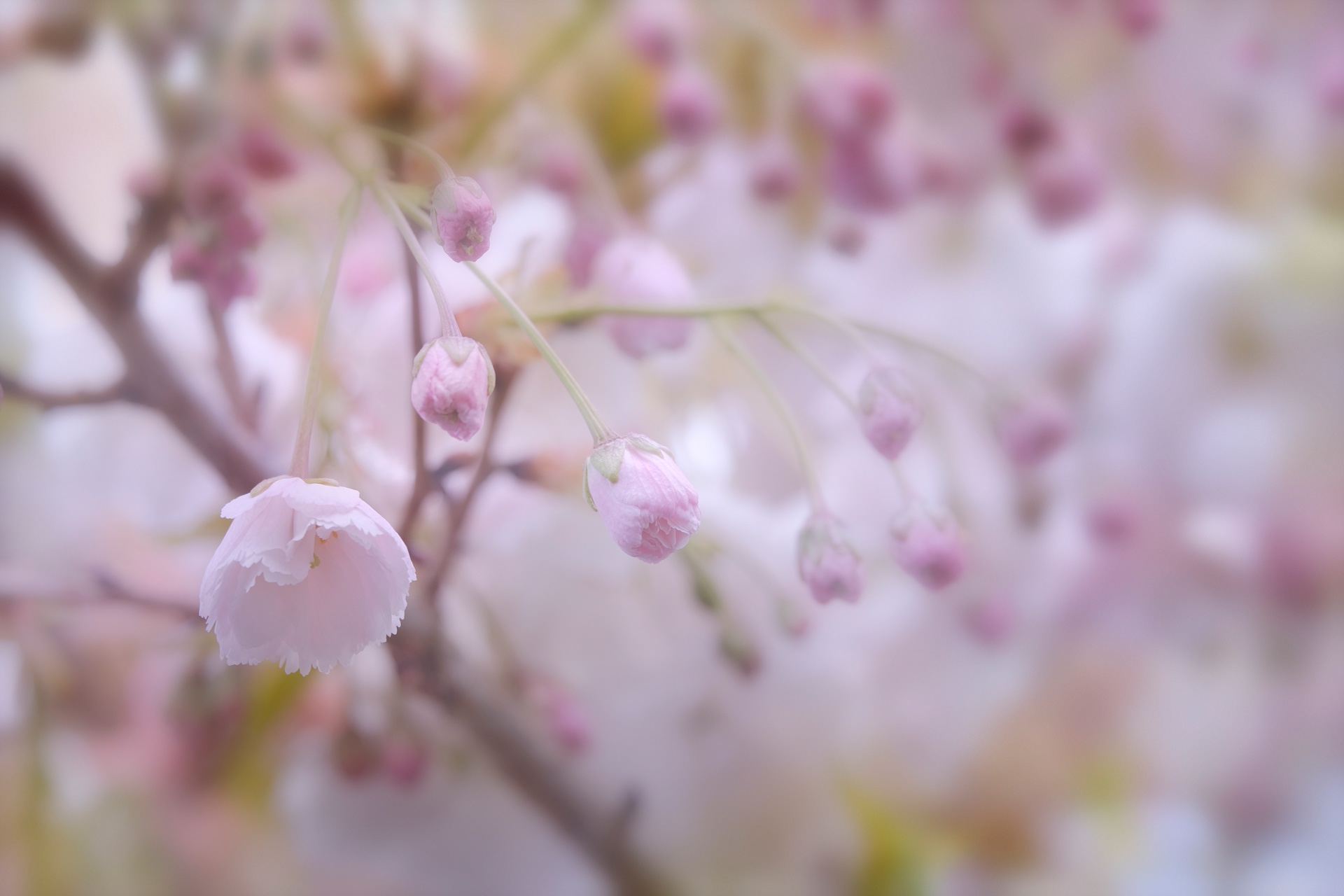 Pastel Blossom