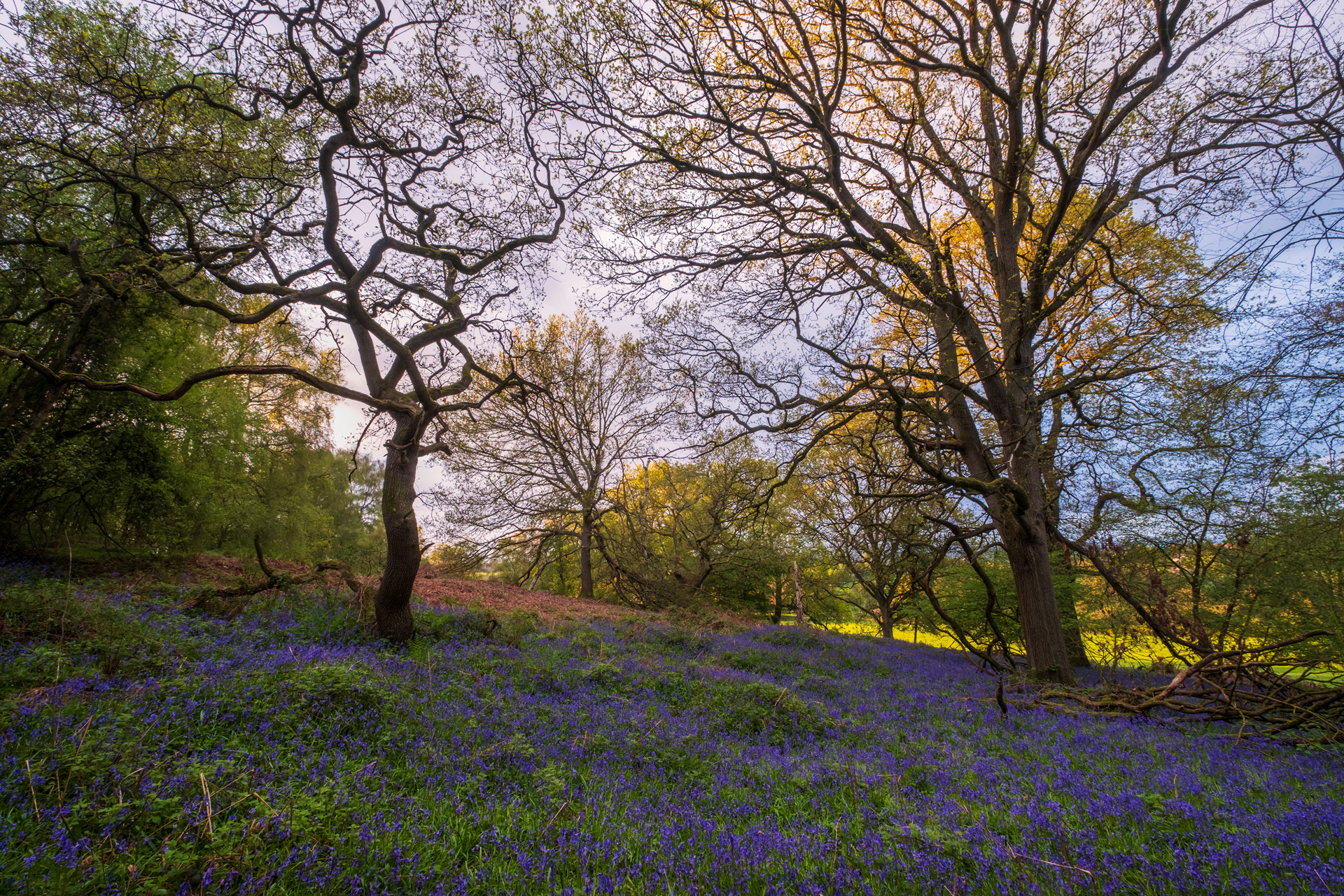 Wrekin Bluebells #2