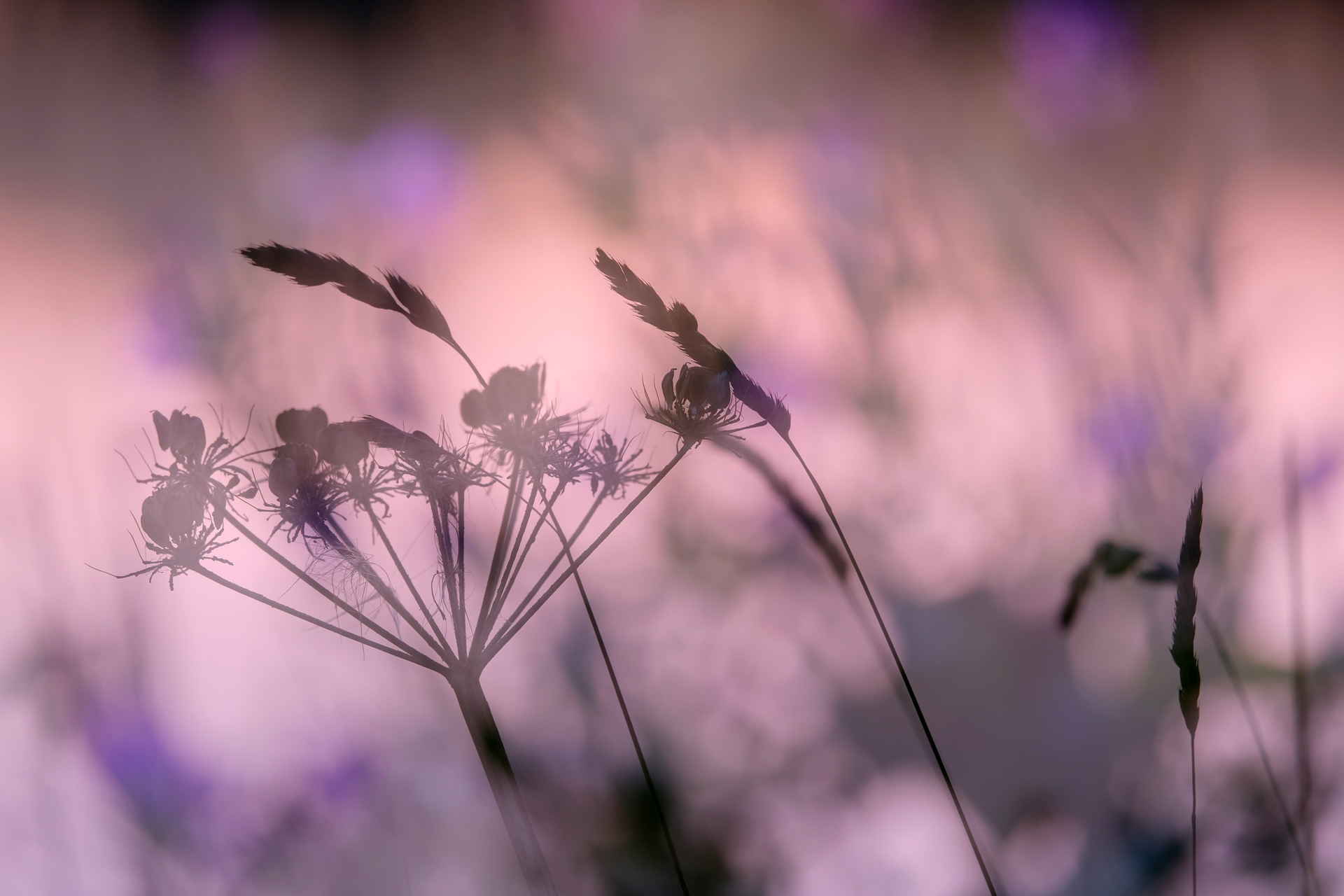 Seed Heads Impression