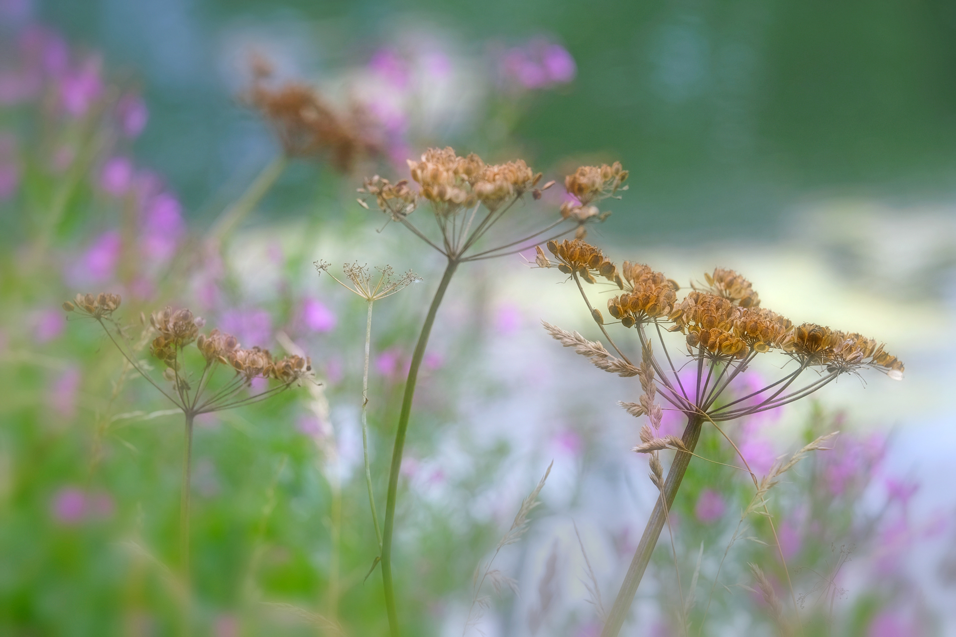 Seed Heads
