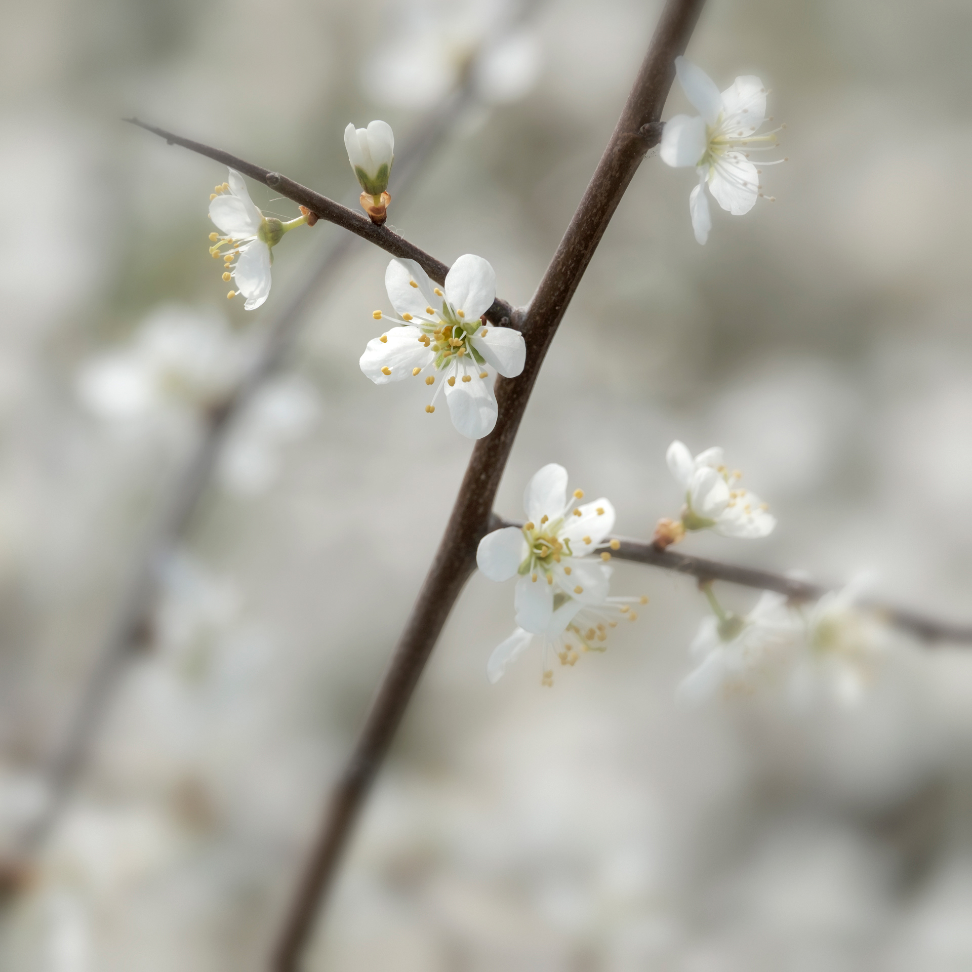 Blackthorn Blossom