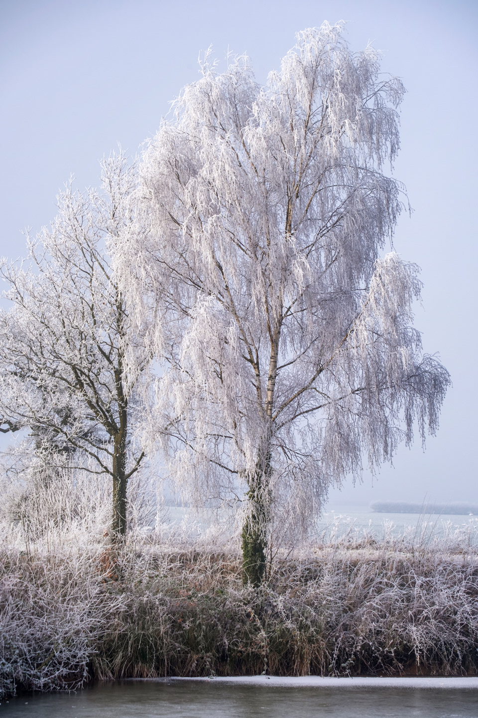 Frosted Birch Tree