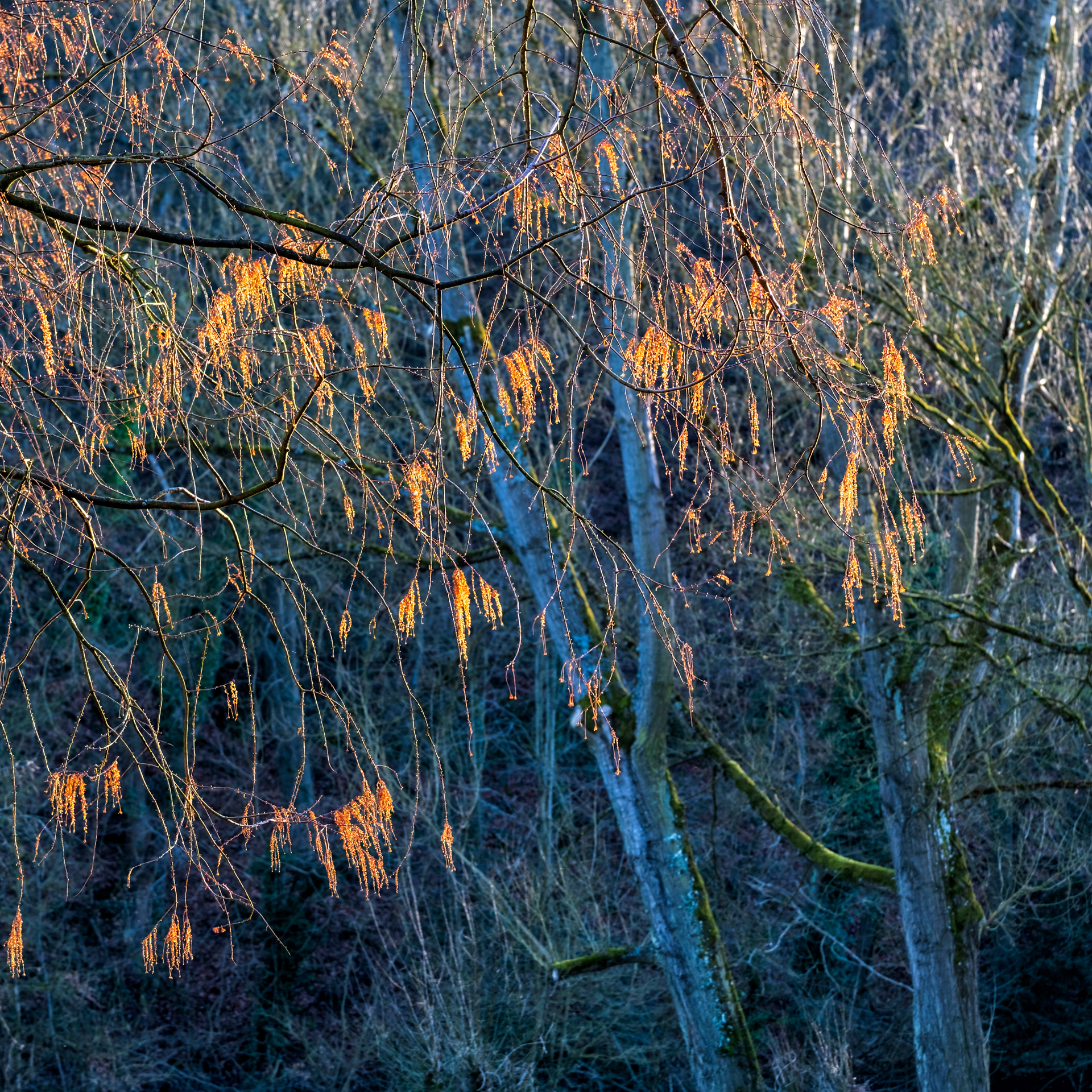 Golden Cascade