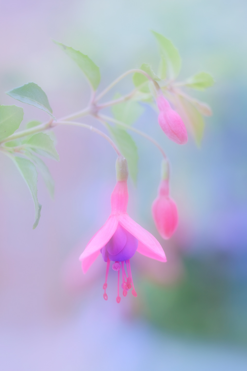 Fuchsia