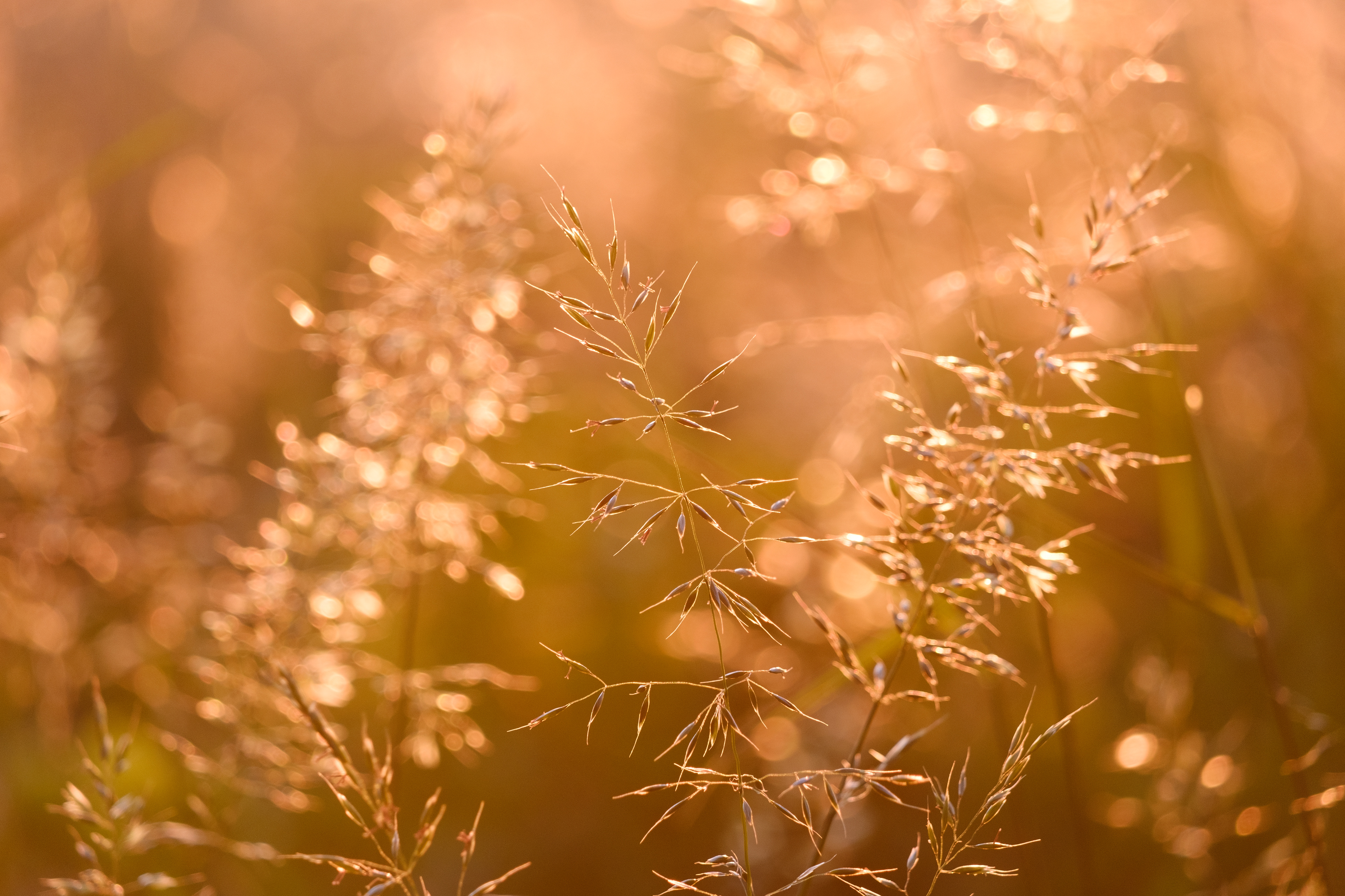 Golden Grasses