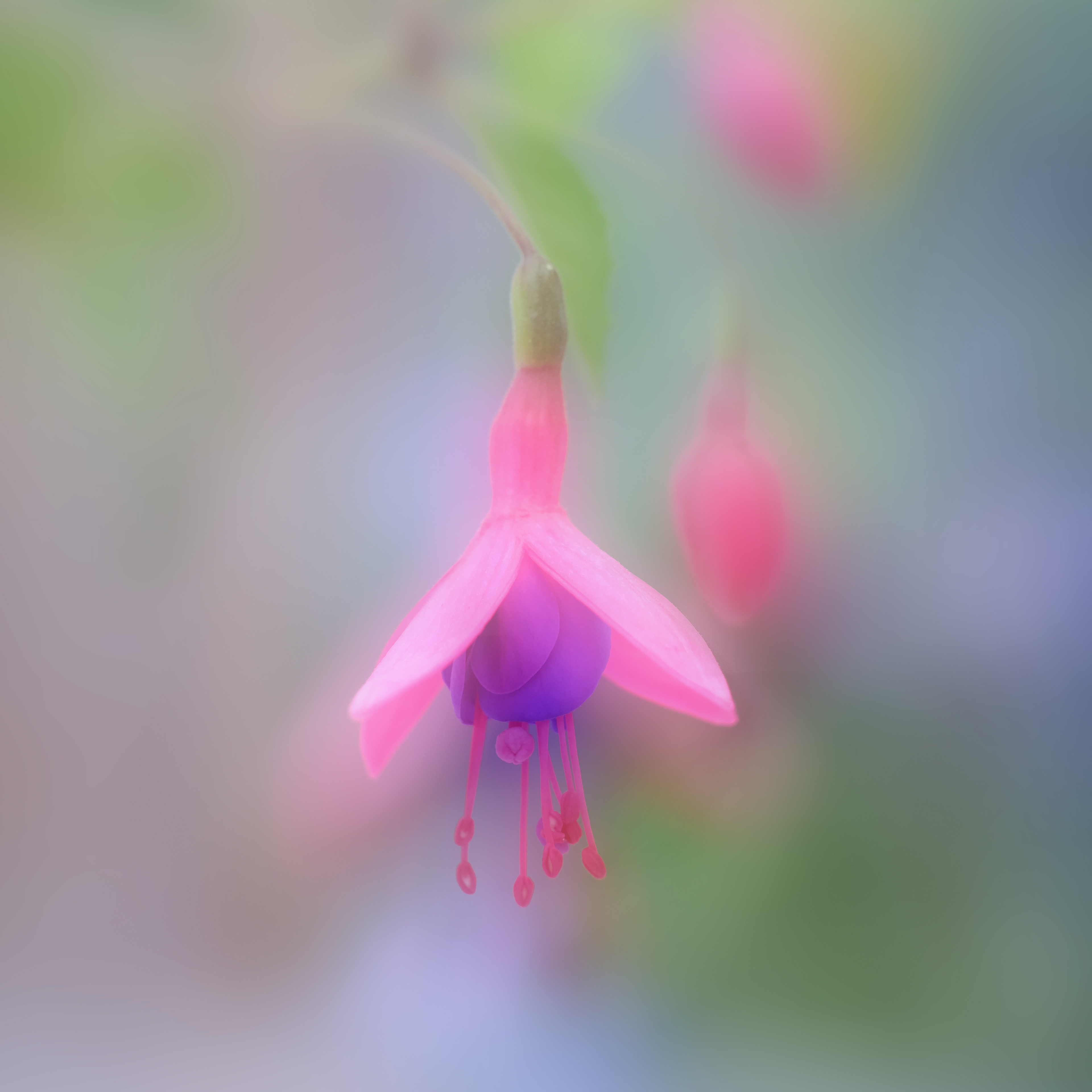 Fuchsia