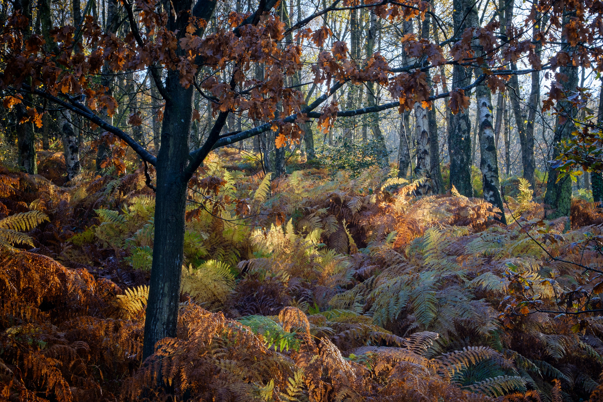Ferns on the Ercall
