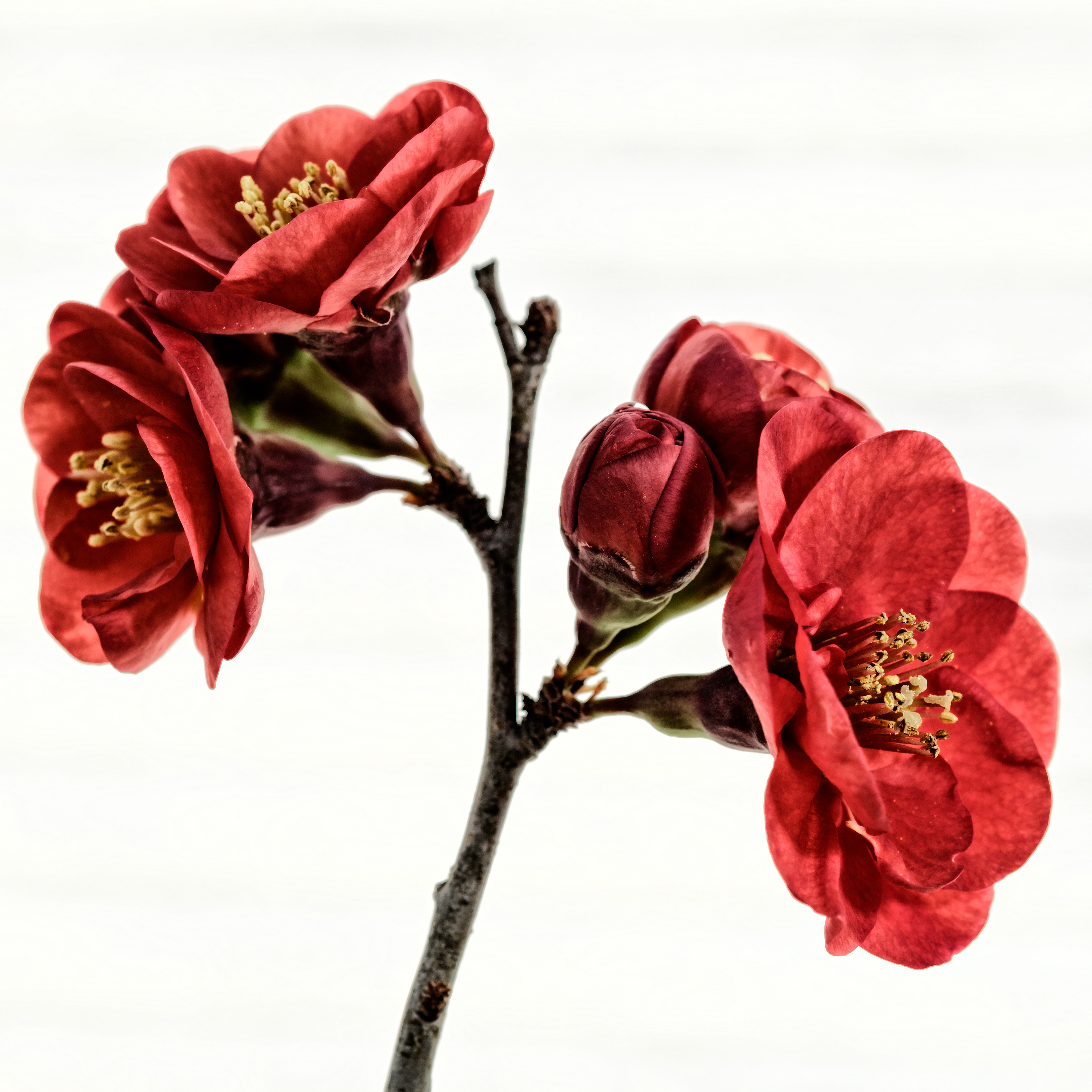 Chaenomeles