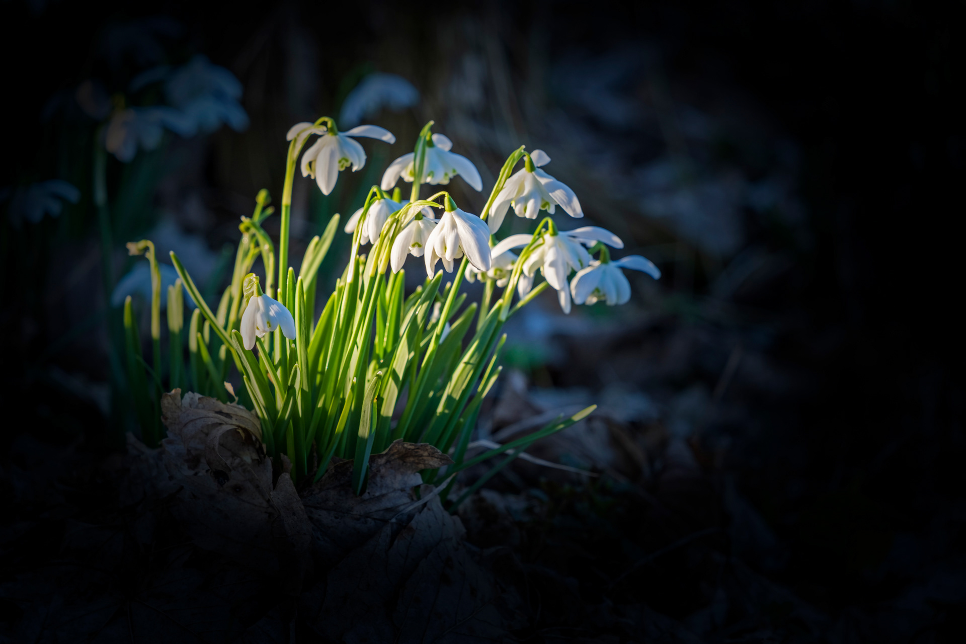 Snowdrops