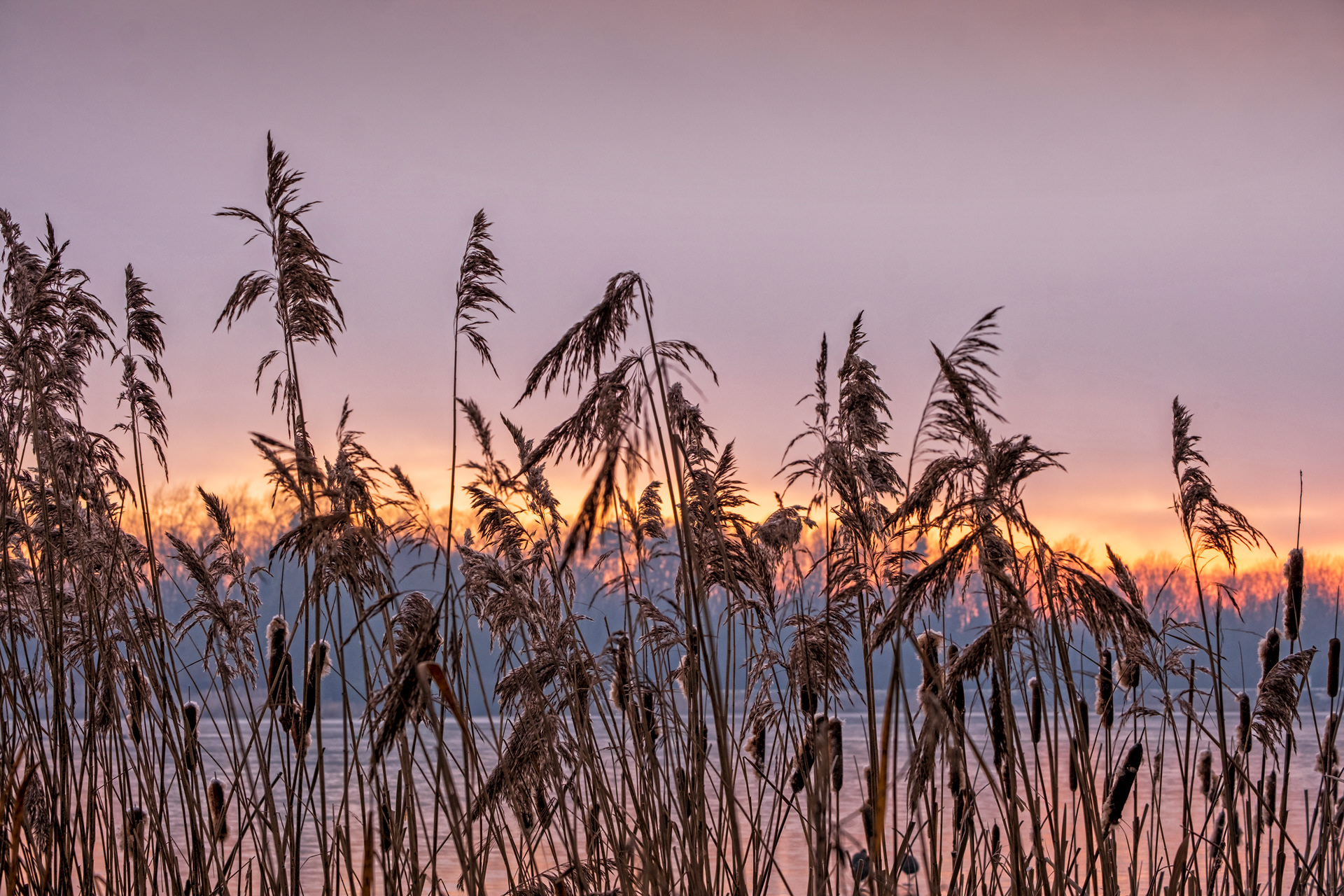 Reeds at Sunrise