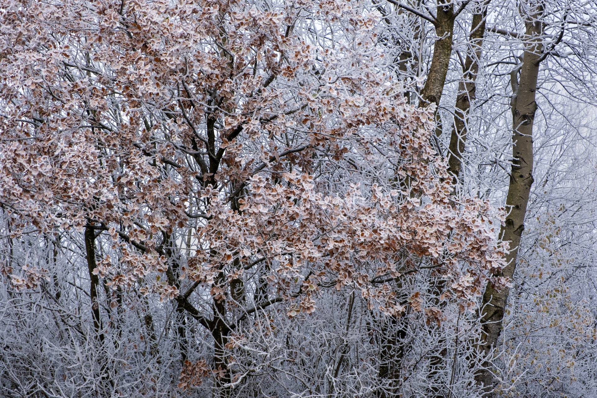 Frosted Oak Leaves