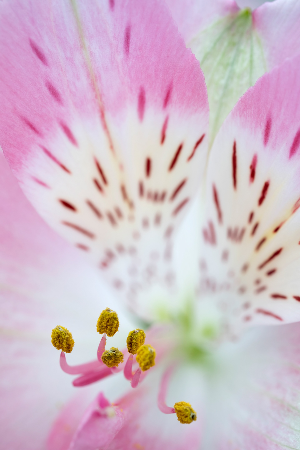 Alstroemeria Detail