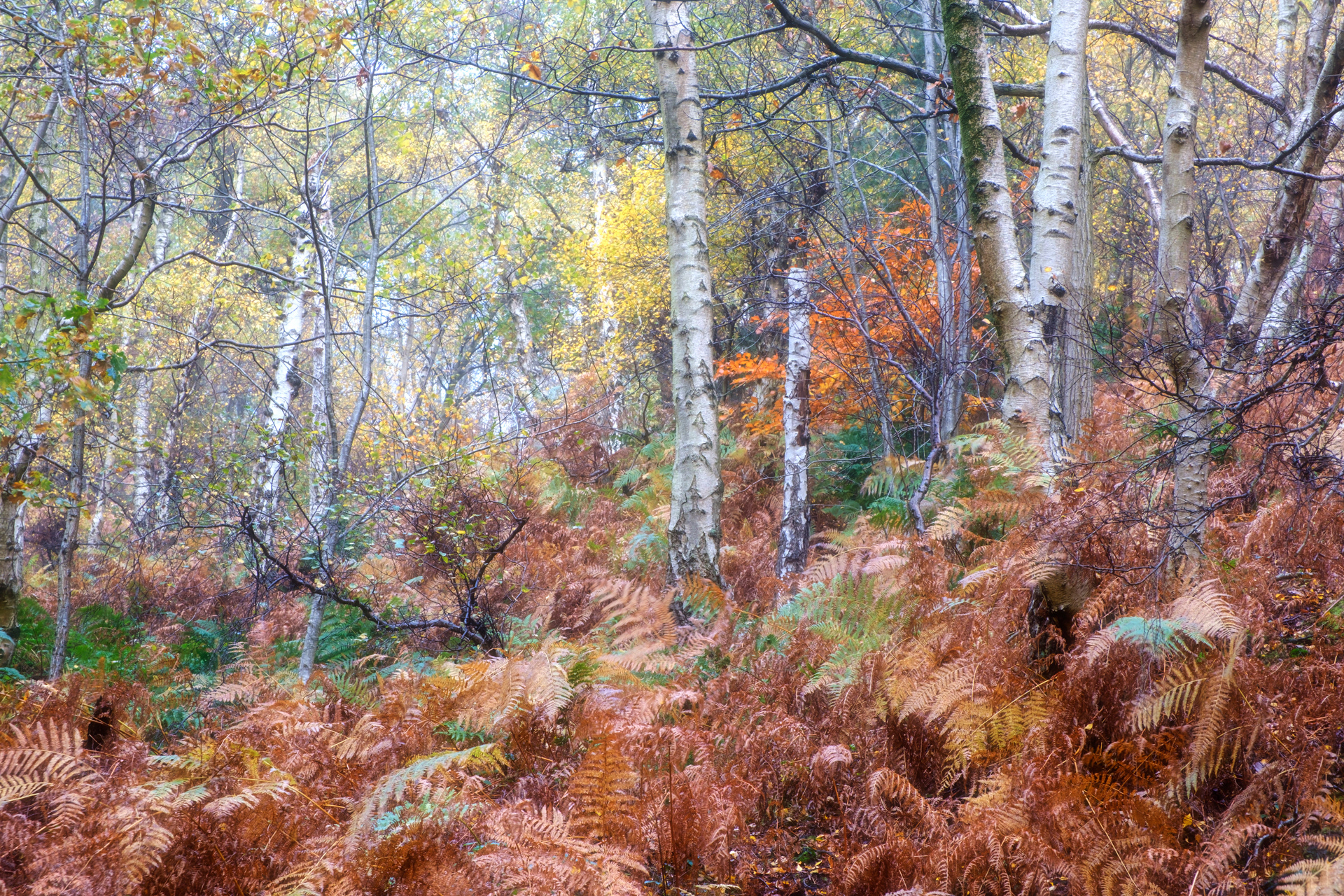 Birch Trees and Ferns