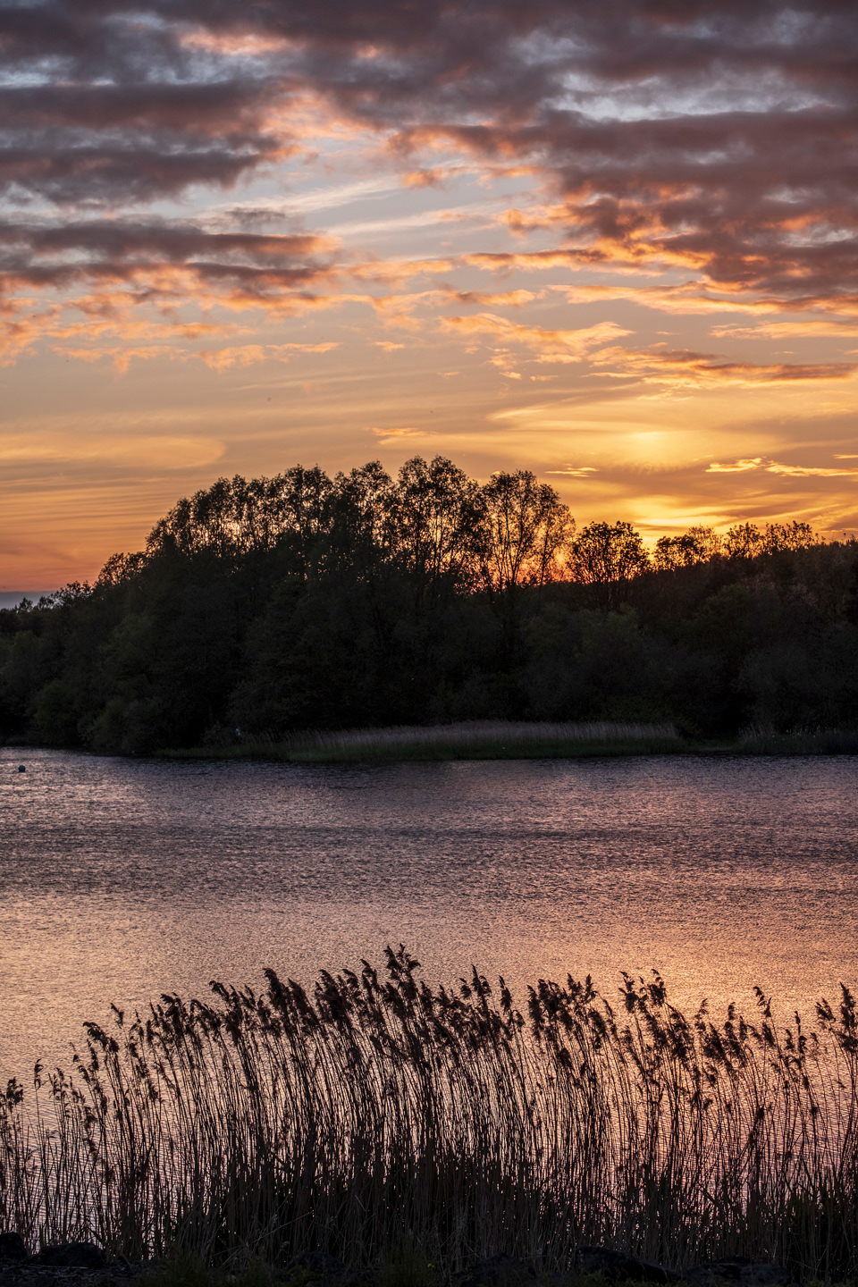 Reeds at Sunset