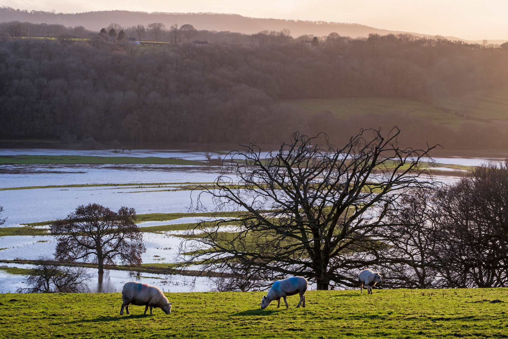 Grazing Sheep (Leighton)