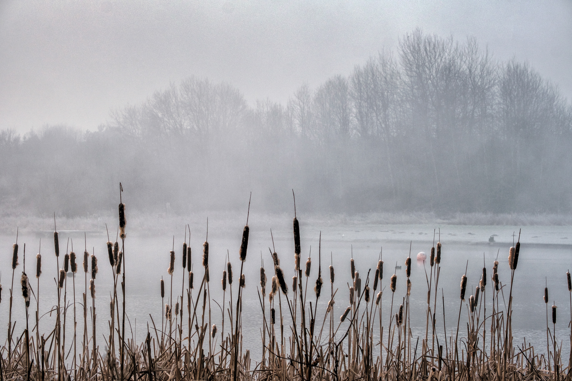 Lakeside Bullrushes