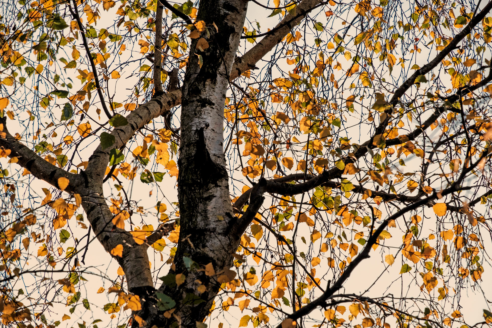 Glowing Silver Birch