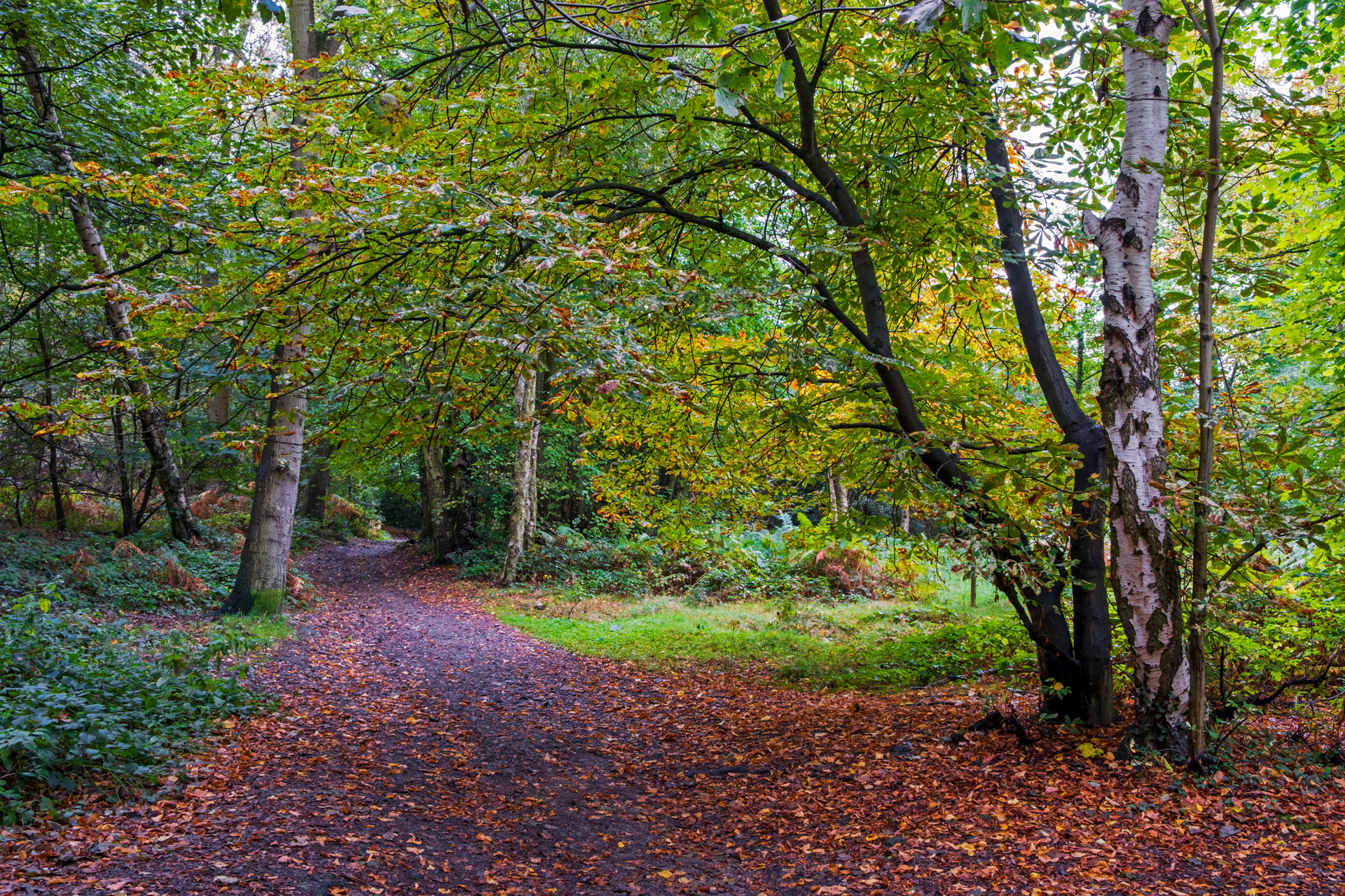 Autumn Below the Wrekin