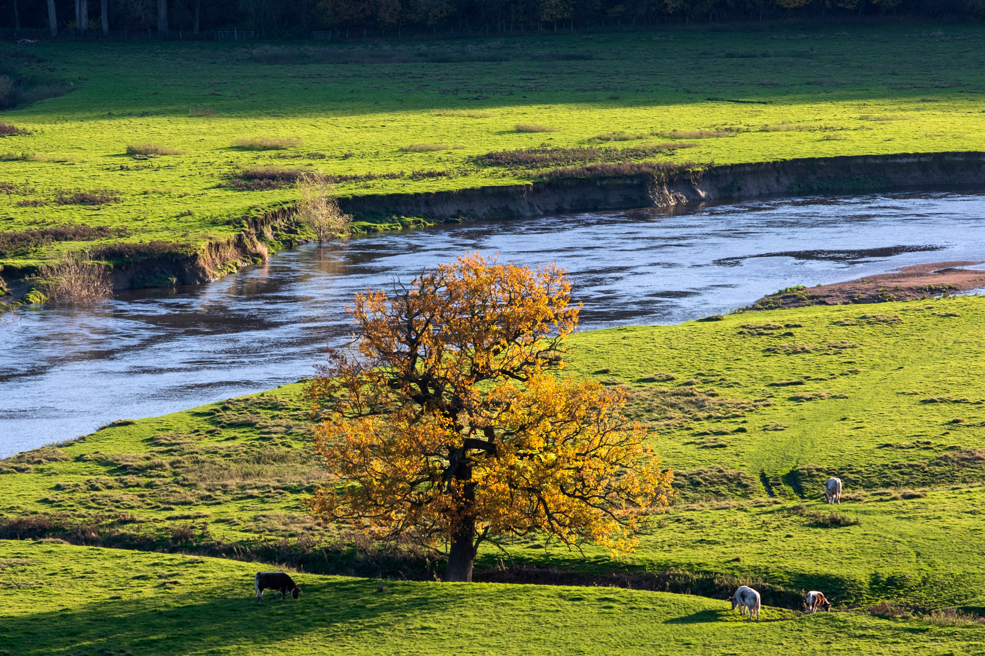 Autumnal Oak at Leighton