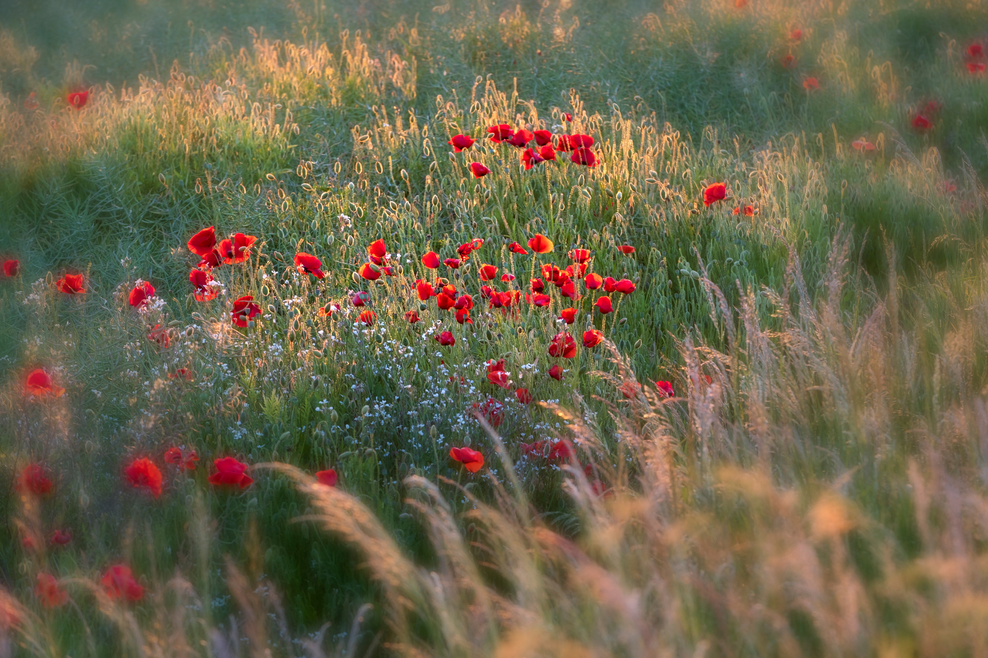 Poppies and Grasses