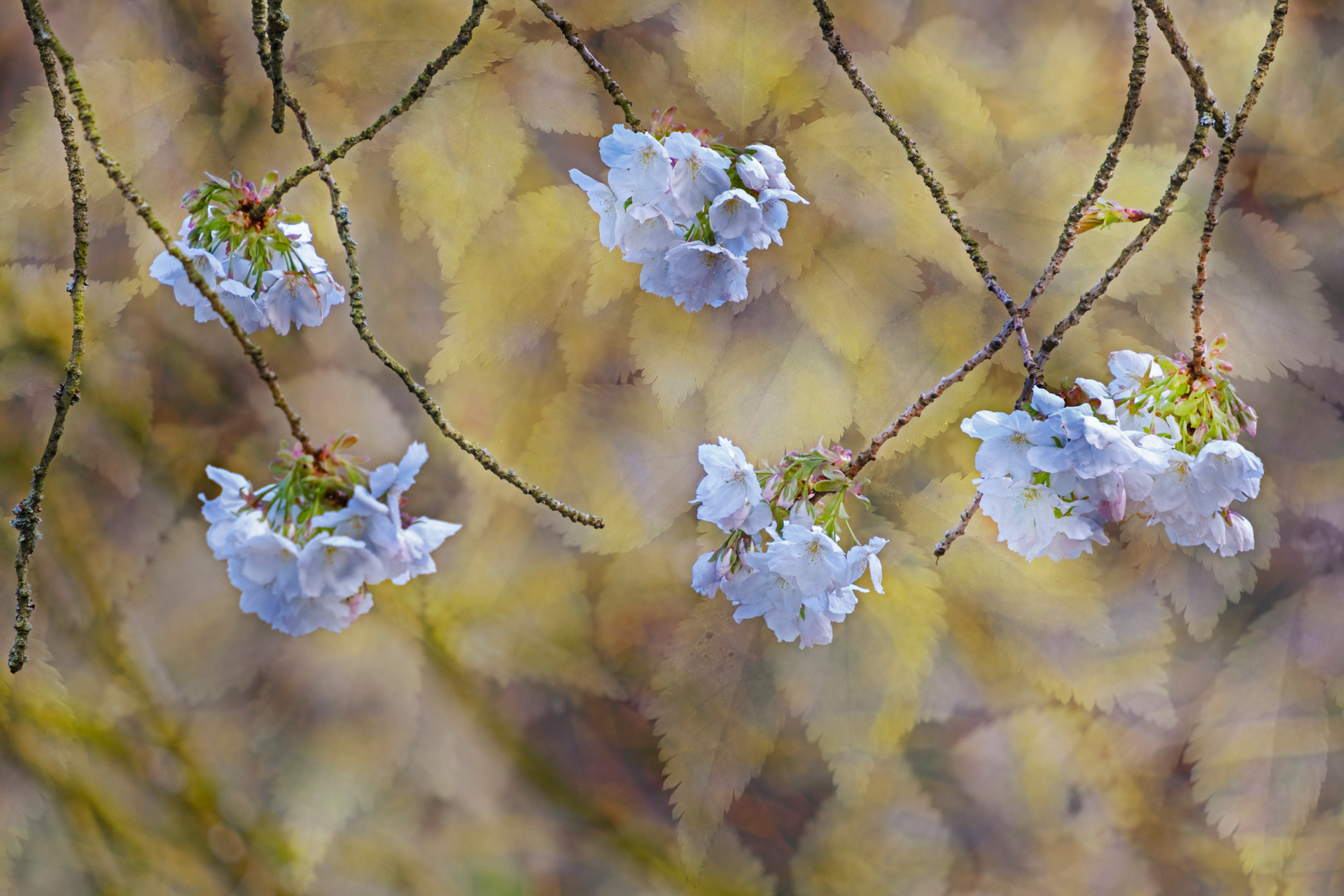 Cascading Blossom