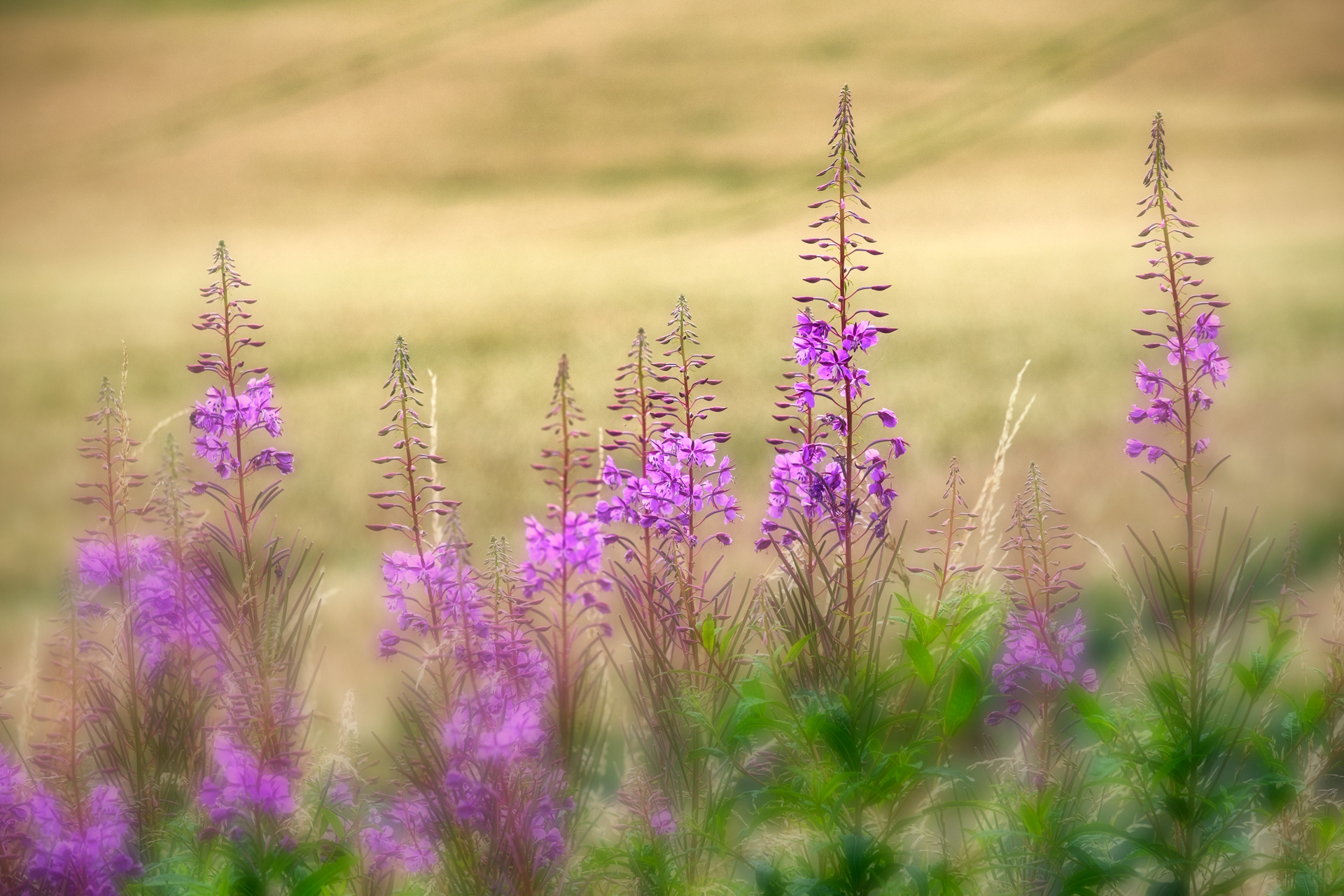 Rosebay Willow Herb