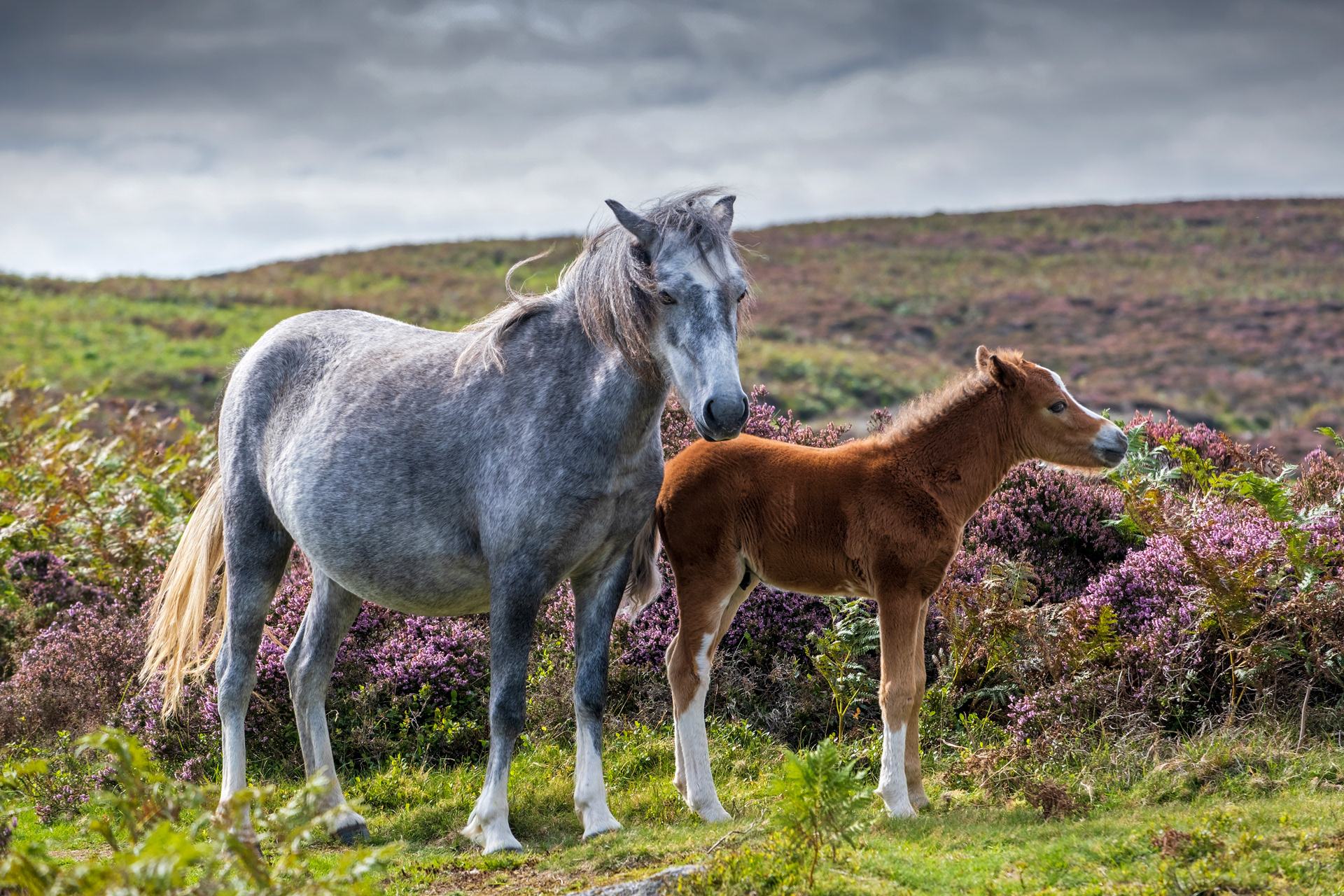Mother and Foal