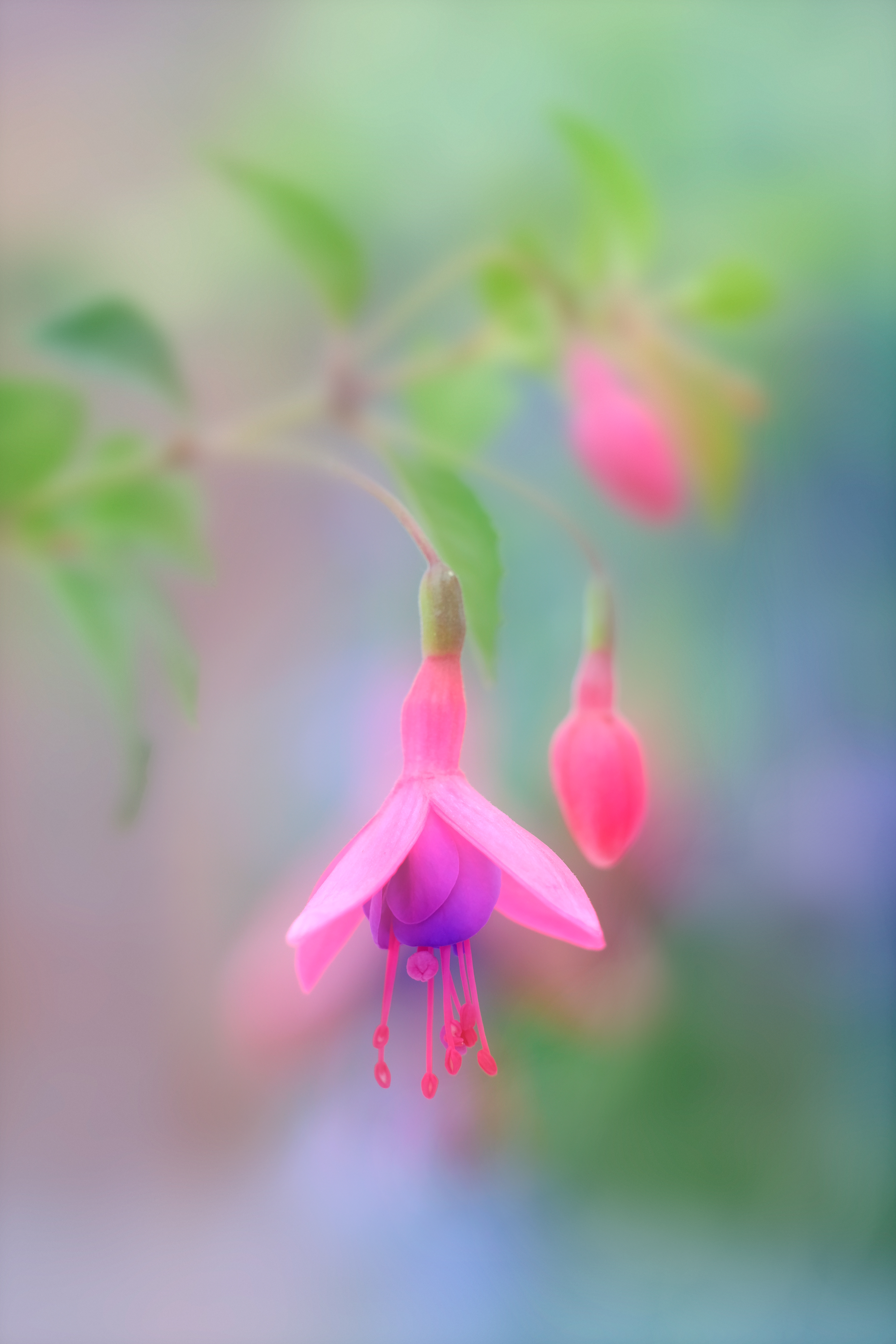 Fuchsia Cascade