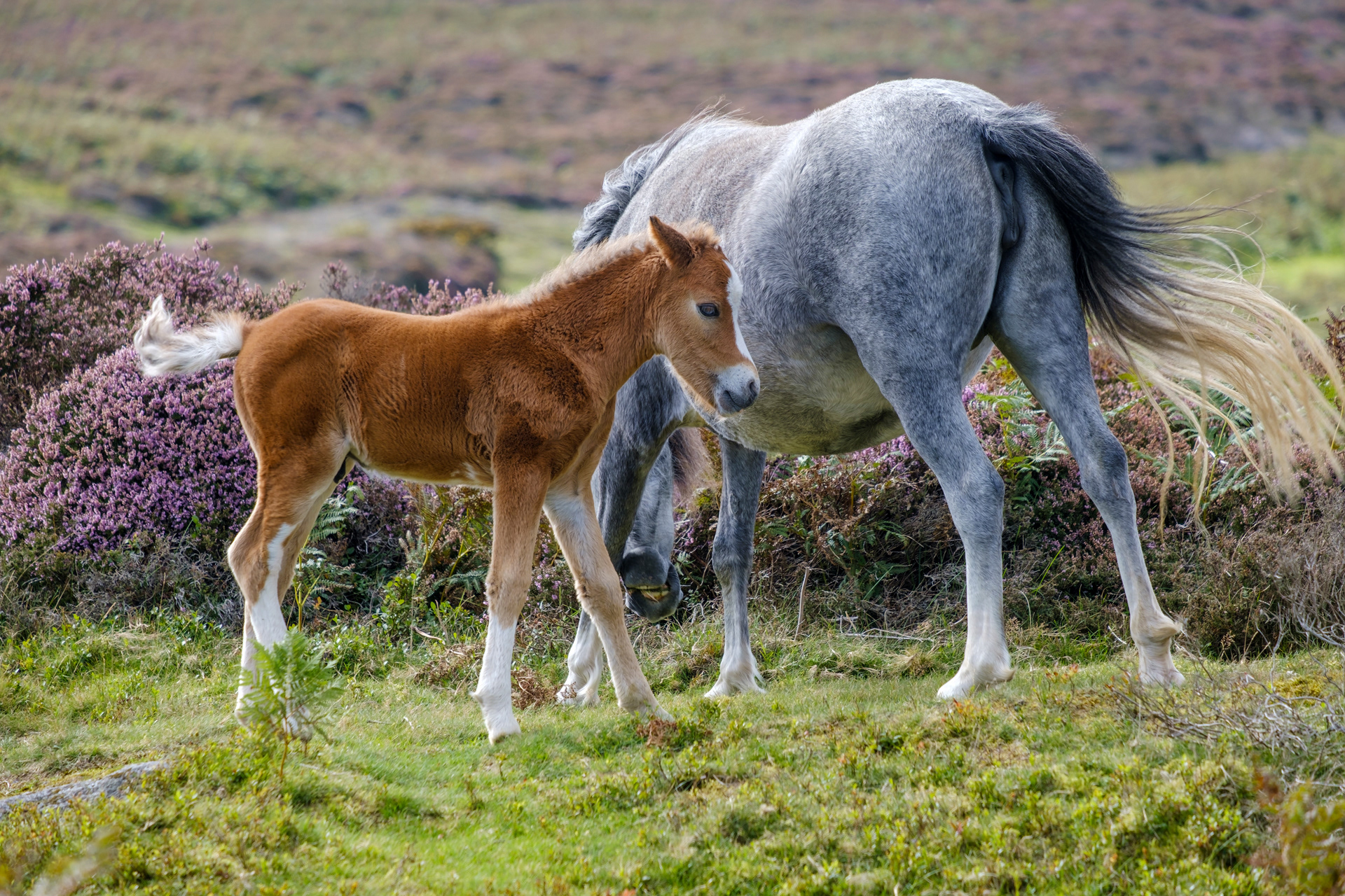 Long Mynd Foal #2