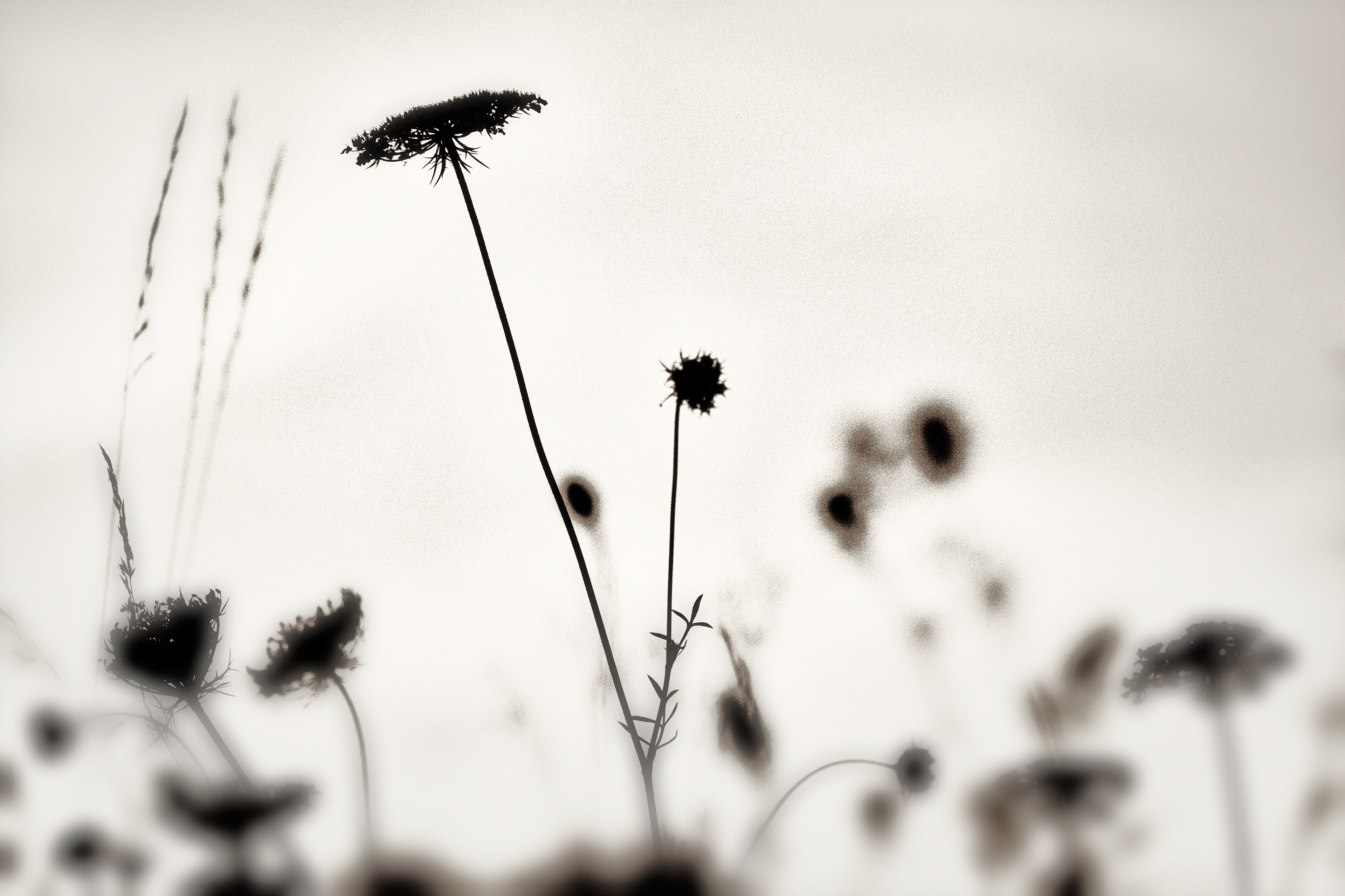 Seed Heads