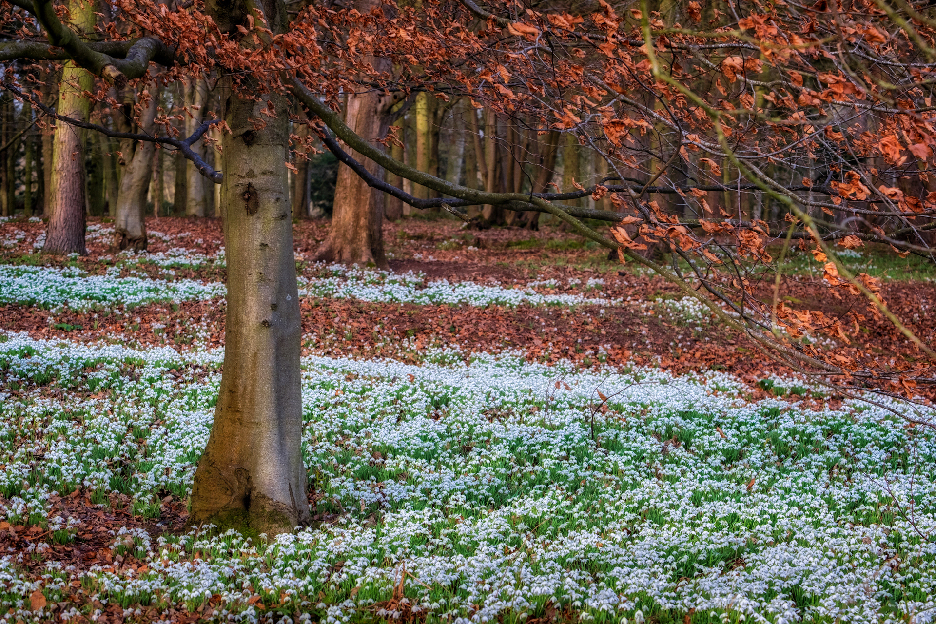 Attingham Snowdrops