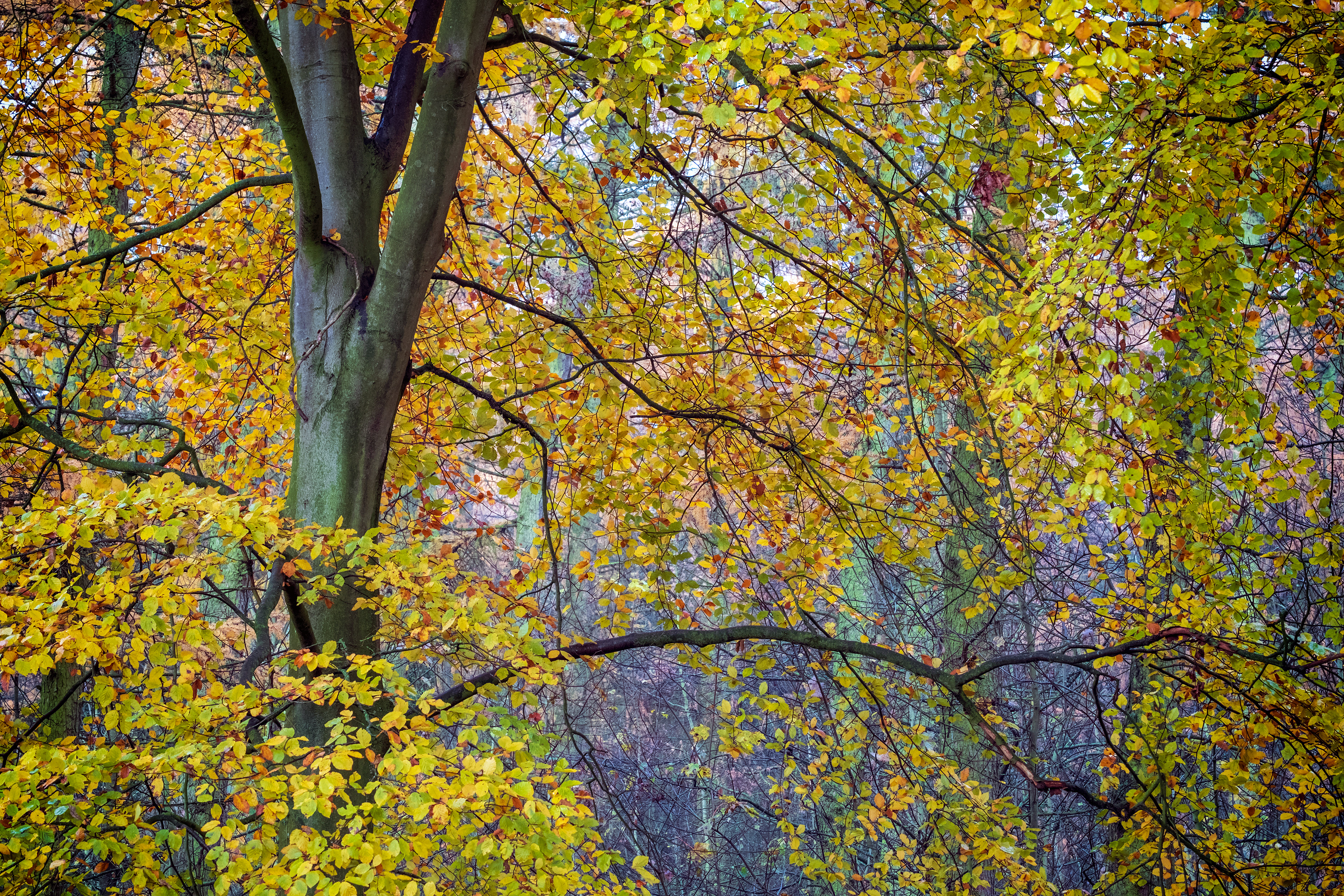 Beech Tree Splendour