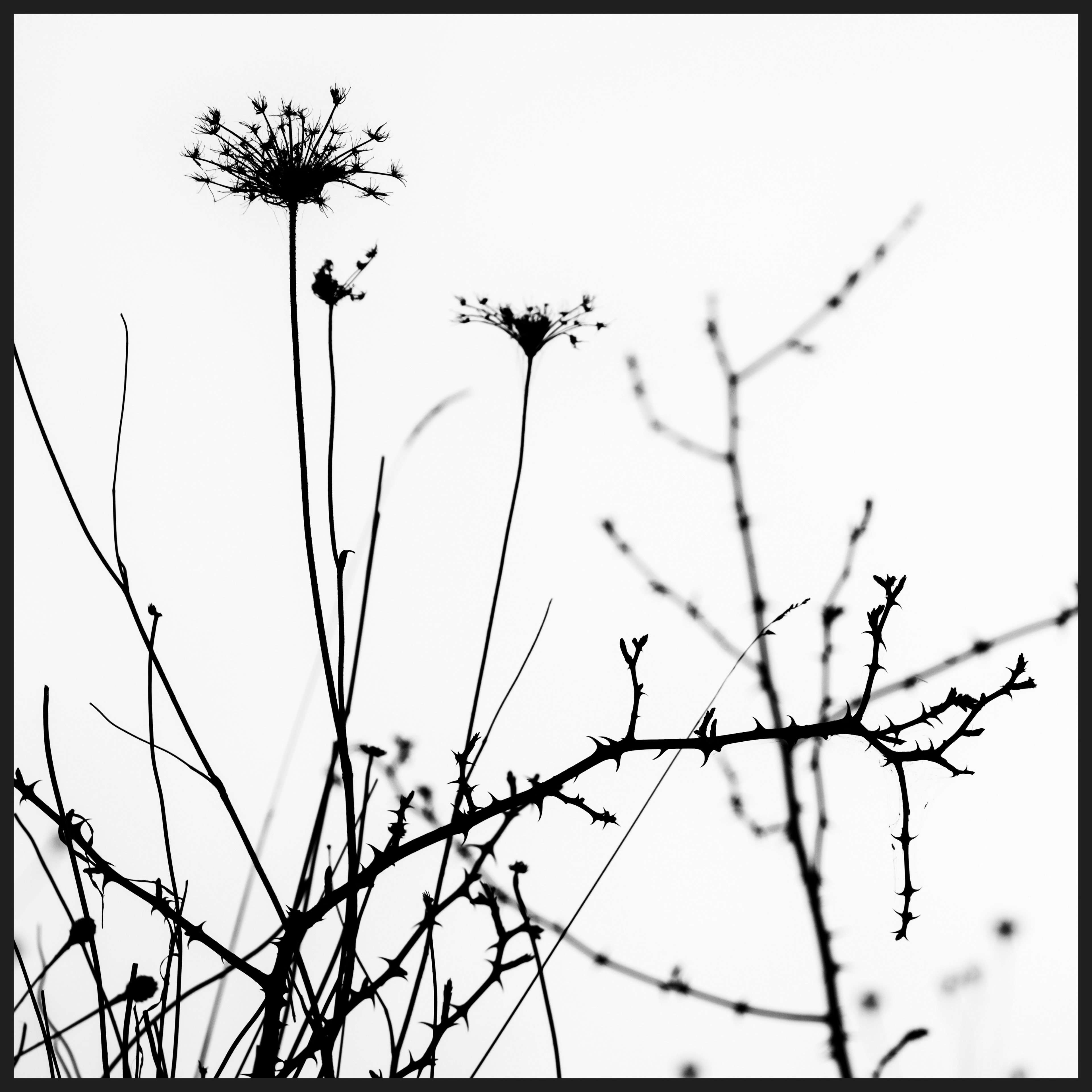 Seed Heads in Mono