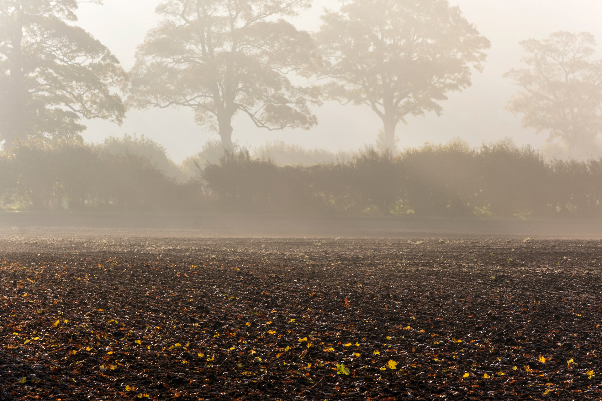 Furrows and Autumn Leaves