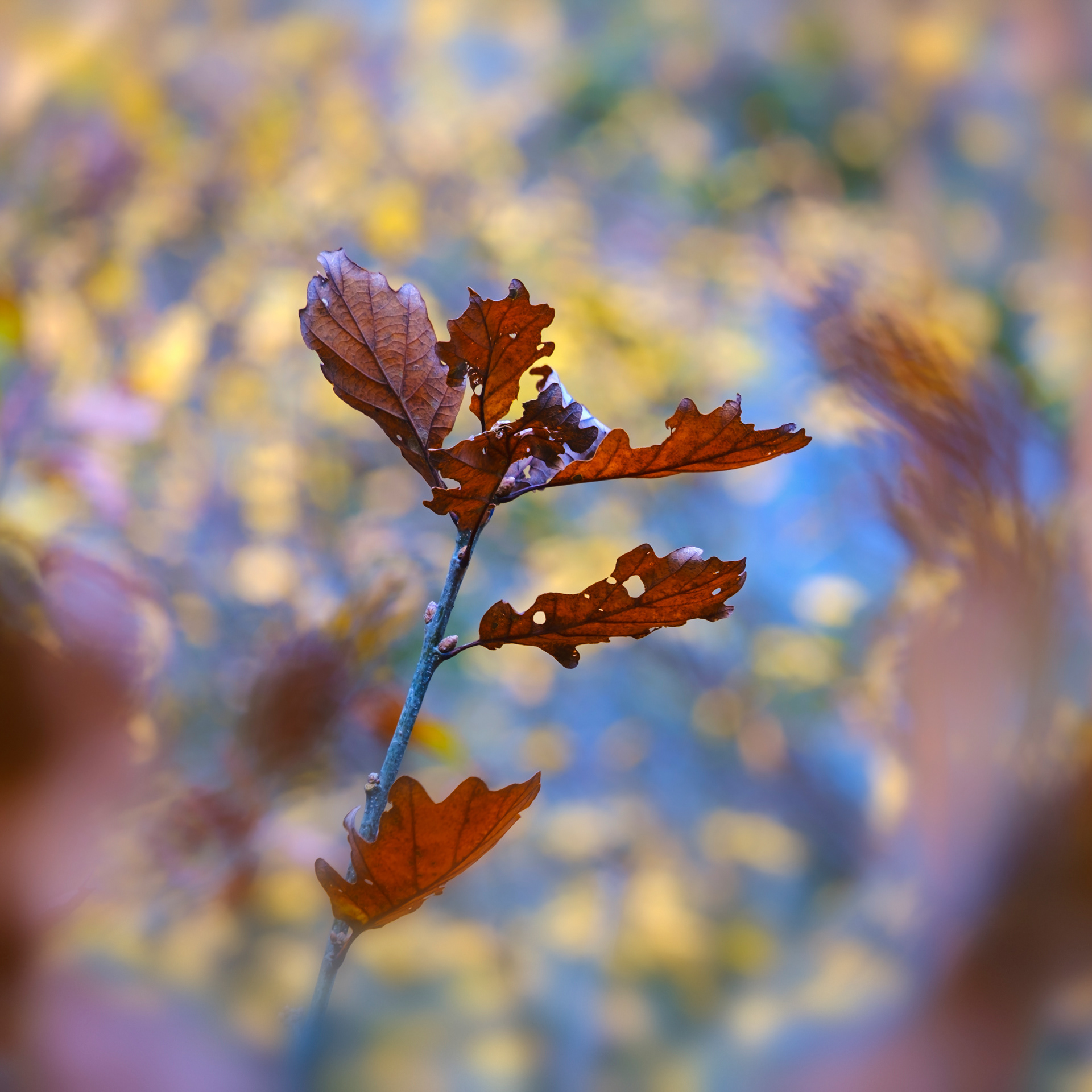 Oak Leaves