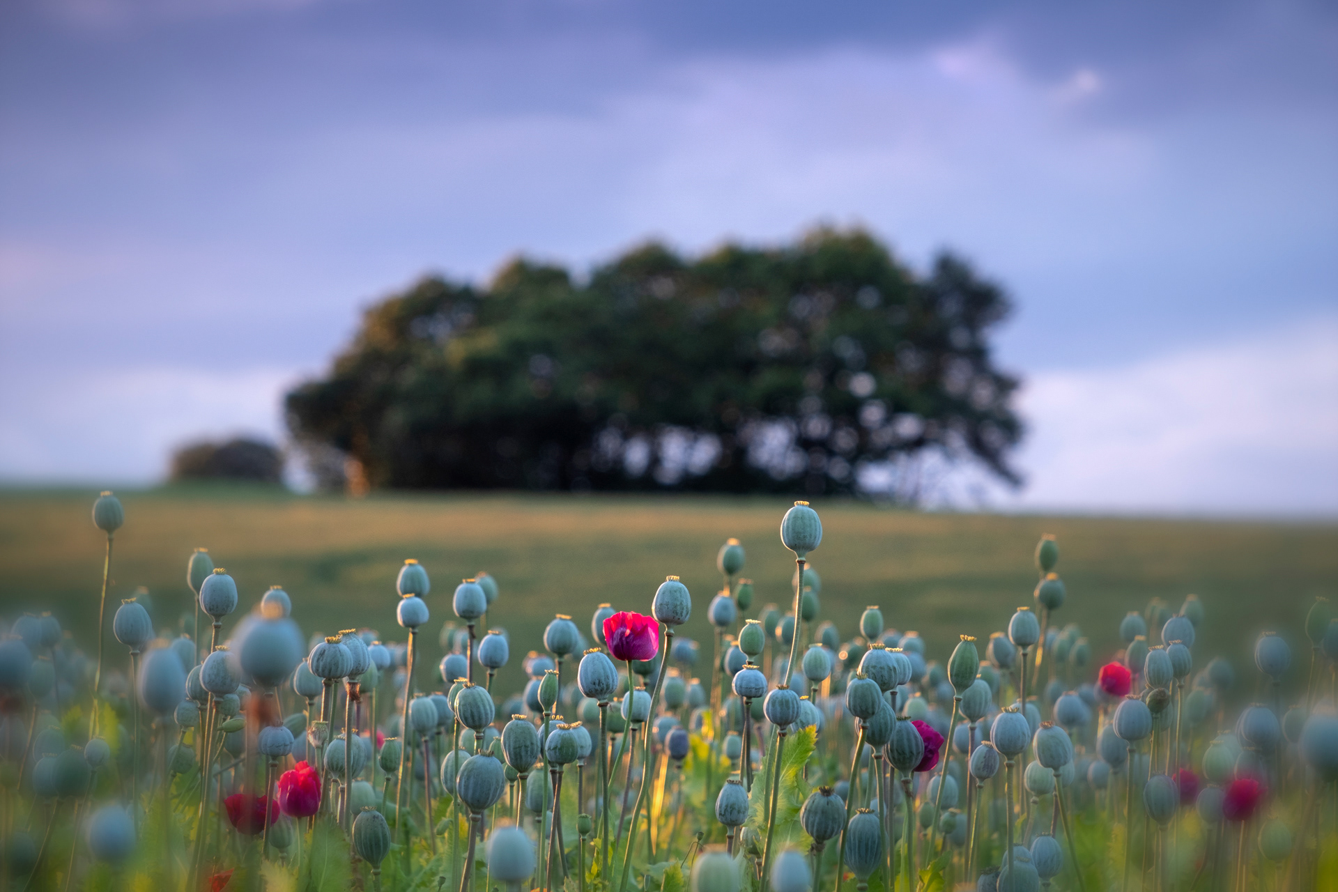 Opium Poppy Heads