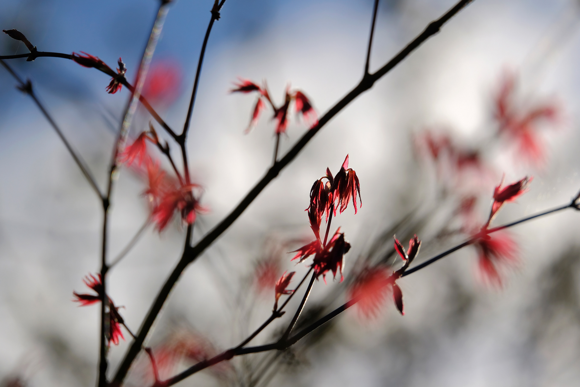 Acer Springtime