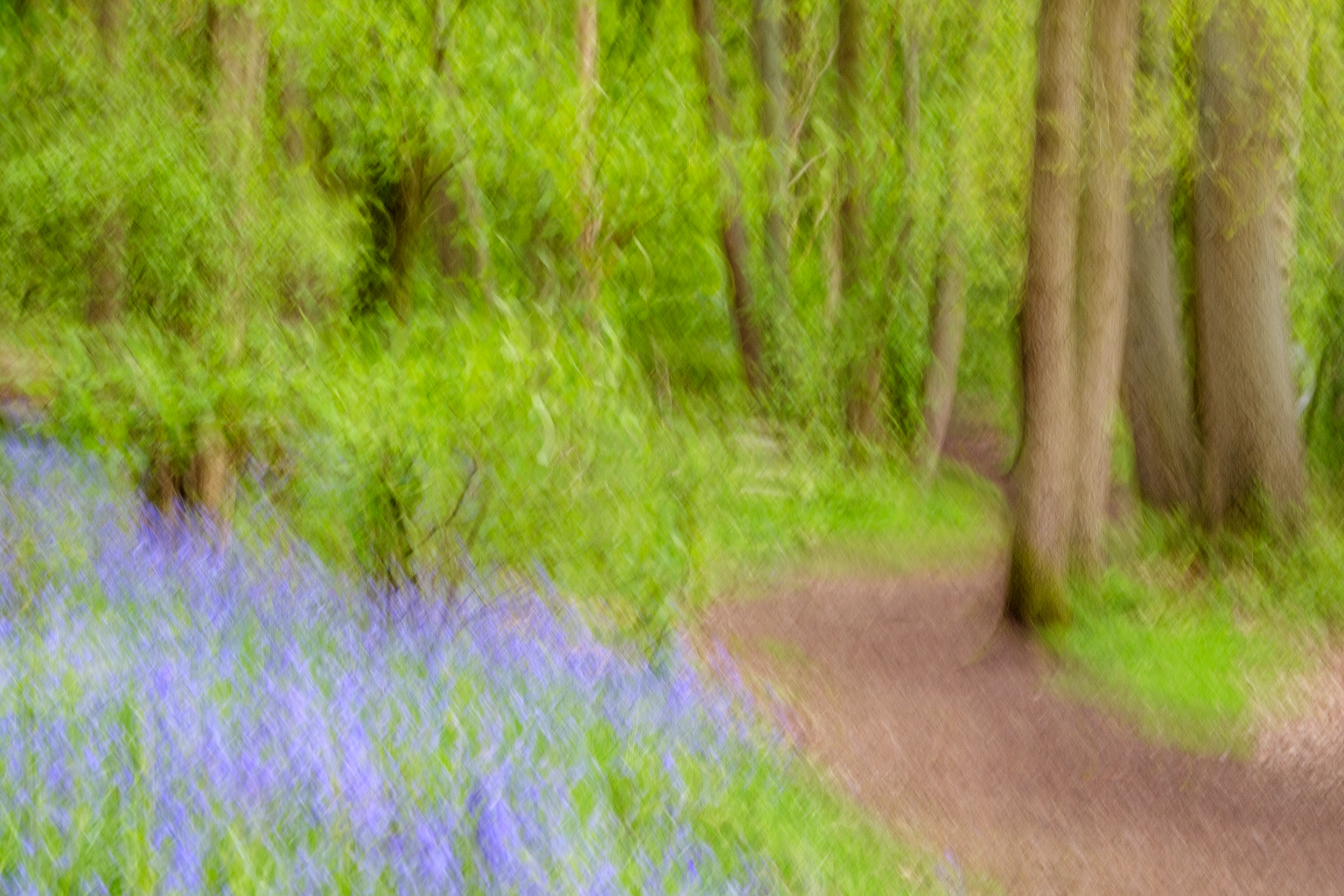 Bluebell Impression